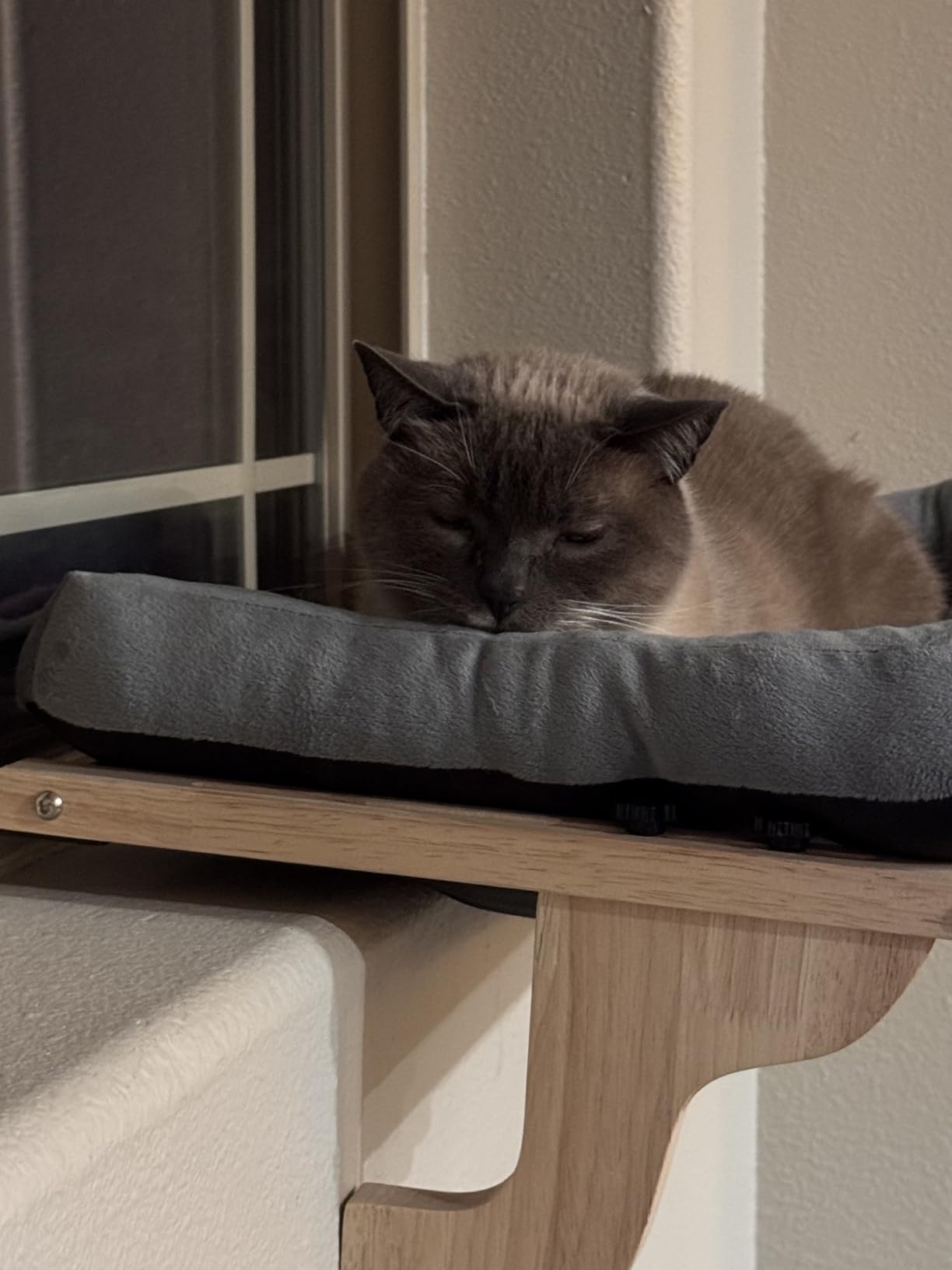 Zakkart Cat Perch for Window Sill with Bolster - Orthopedic Hammock Design with Premium Hardwood & Robust Metal Frame - Cat Window Seat for Large Cats and Kittens - Natural Color Wood Gray Bed, 24''W customer photo 1