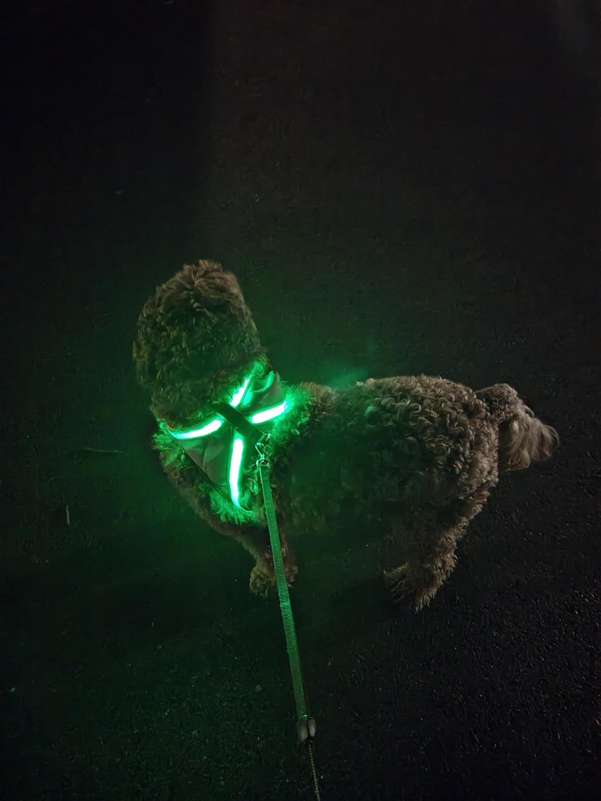 ChalkLit Light Up Dog Harness, No Pull Led Dog Harness Glow-in-The-Dark for Night Walking, USB Rechargeable Lighted Safety Vest for Medium Large Dogs, Adjustable Soft Mesh Fully Illuminated(Green, L) customer photo 1