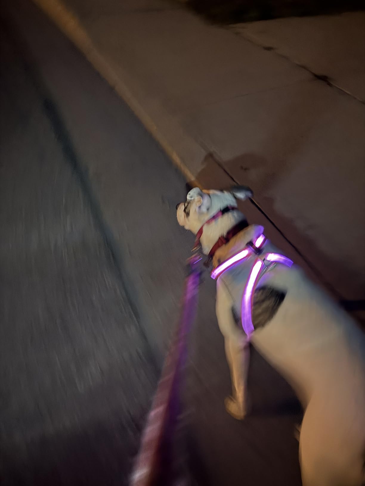 ChalkLit Light Up Dog Harness, No Pull Led Dog Harness Glow-in-The-Dark for Night Walking, USB Rechargeable Lighted Safety Vest for Medium Large Dogs, Adjustable Soft Mesh Fully Illuminated(Green, L) customer photo 2