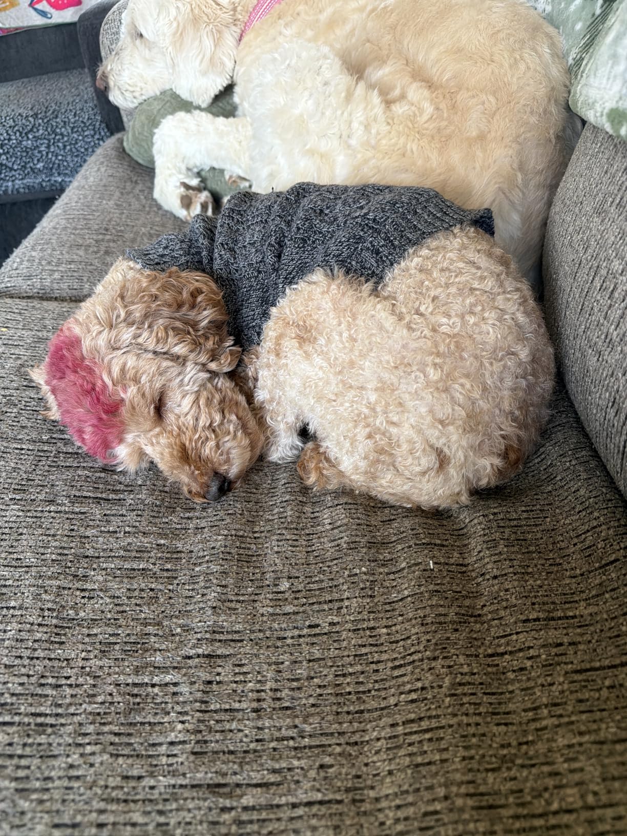 PceoTllar Light Up Dog Harness, LED No Pull Reflective Dog Harness, Flashing Lighted for Night Walking - Small/Medium, (Black Green,xs) customer photo 2