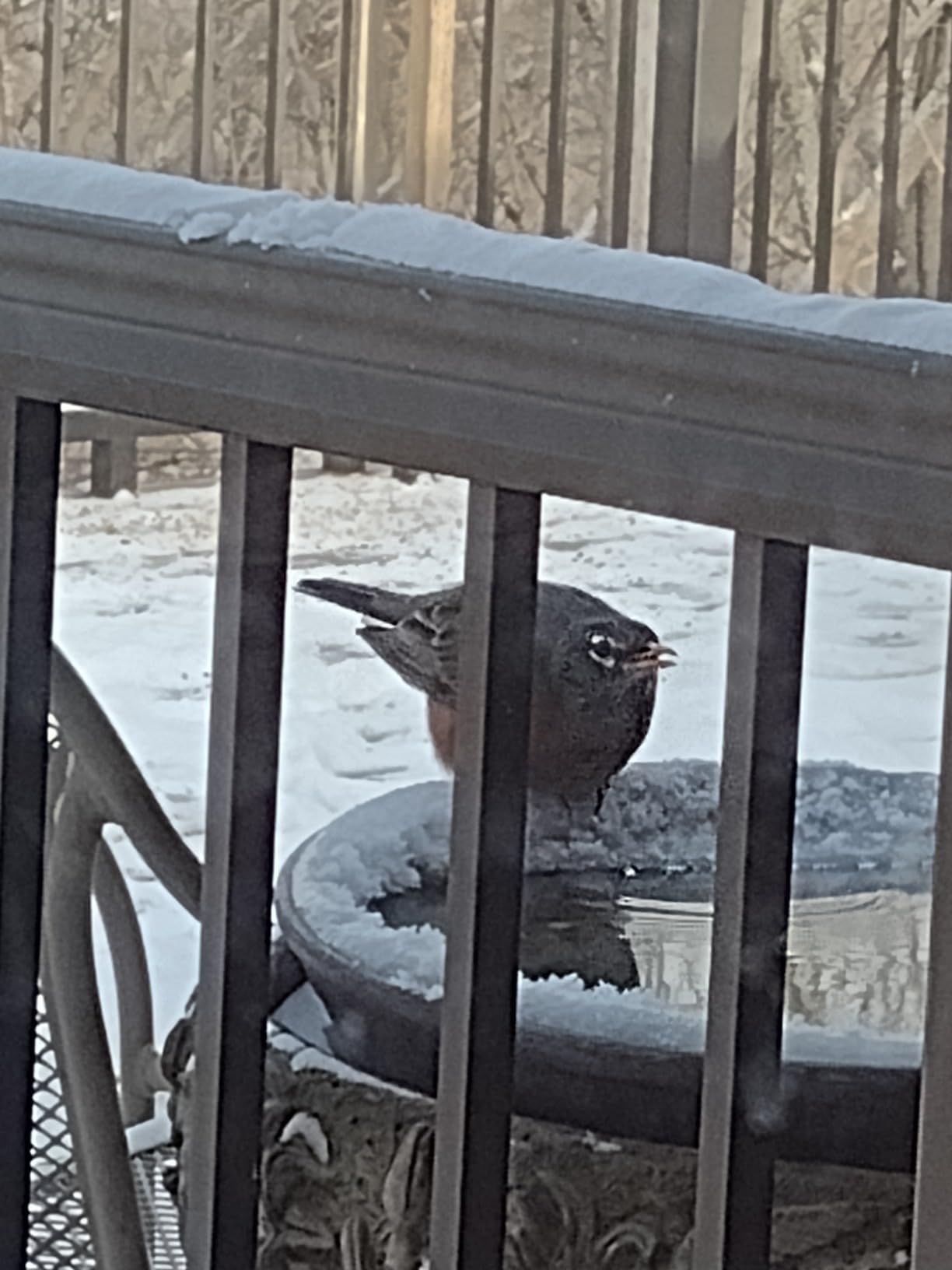 250 Watt Utility De-Icer Submergible Cast Aluminum Chicken Water Heater for Livestock Tank Heater Winter Bird Bath Heater (1, Black) customer photo 1