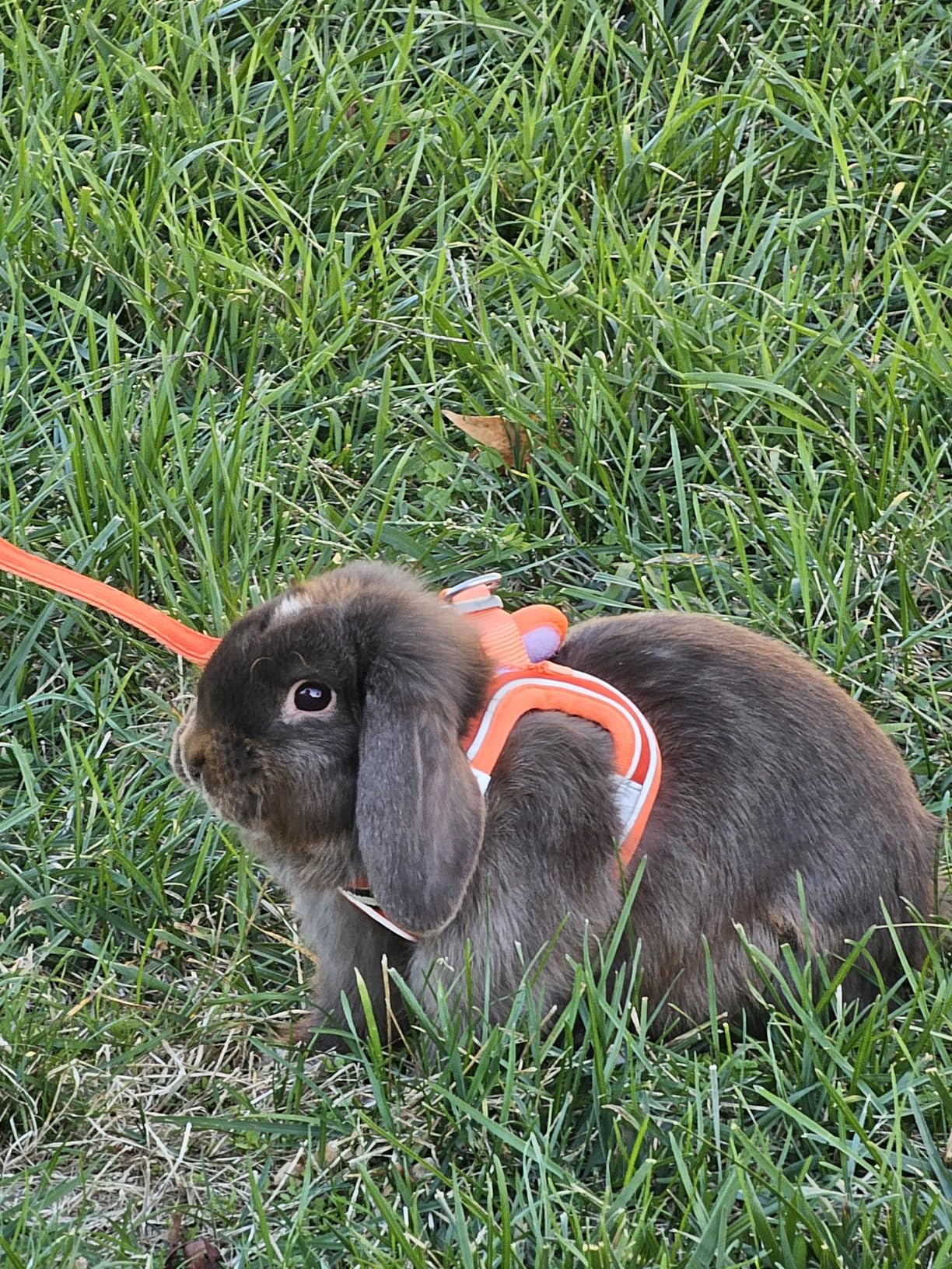 GAMUDA Small Pet Harness Collar and Leash Set, Step in No Chock No Pull Linen Fabric Soft Mesh customer photo 2