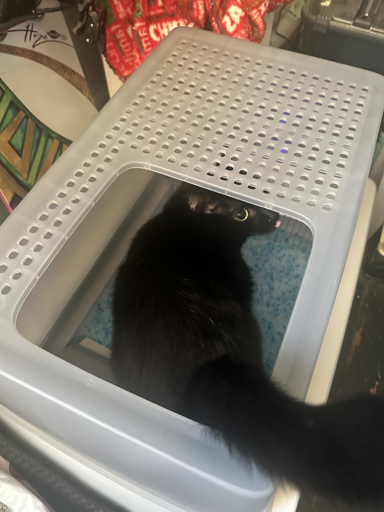 PetSafe ScoopFree Crystal Classic Self-Cleaning Litter Box System - Automatic Cat Litter Box - Advanced Odor Control - Includes Disposable Crystal Litter Tray (PAL00-17296) customer photo 2
