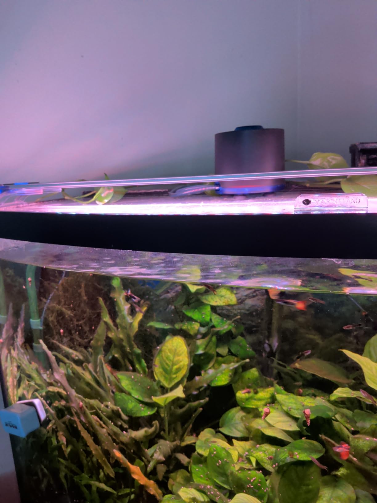 AQQA Aquarium Air Pump, Quiet Powerful Fish Tank Air Pump 3W/6W/10W with Stainless Steel Dual Outlet, Adjustable Oxygen Aerator Pump with Air Stone Bubbler for Fish Tank Up to 200 Gallon 3W (Tubby) customer photo 2