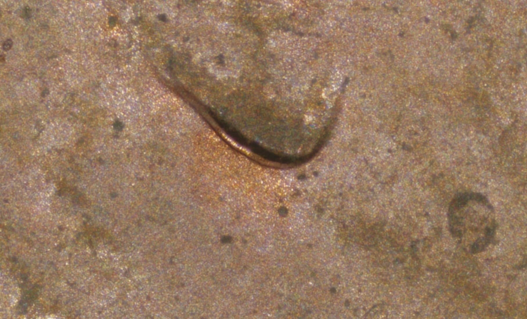 4K Digital Microscope, Elikliv EM4K 8