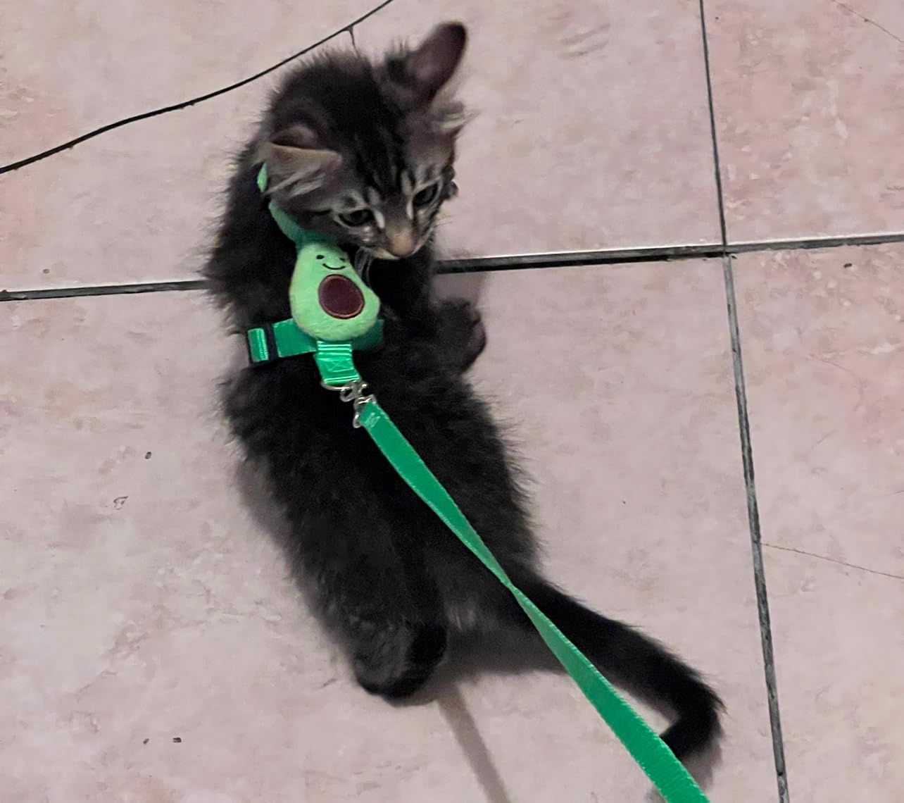 4 Sets Adjustable Bunny Rabbit Harness and Leash Set Small Pet Cute Vest Harness Leash Ferret Harness Guinea Pig Harness customer photo 1