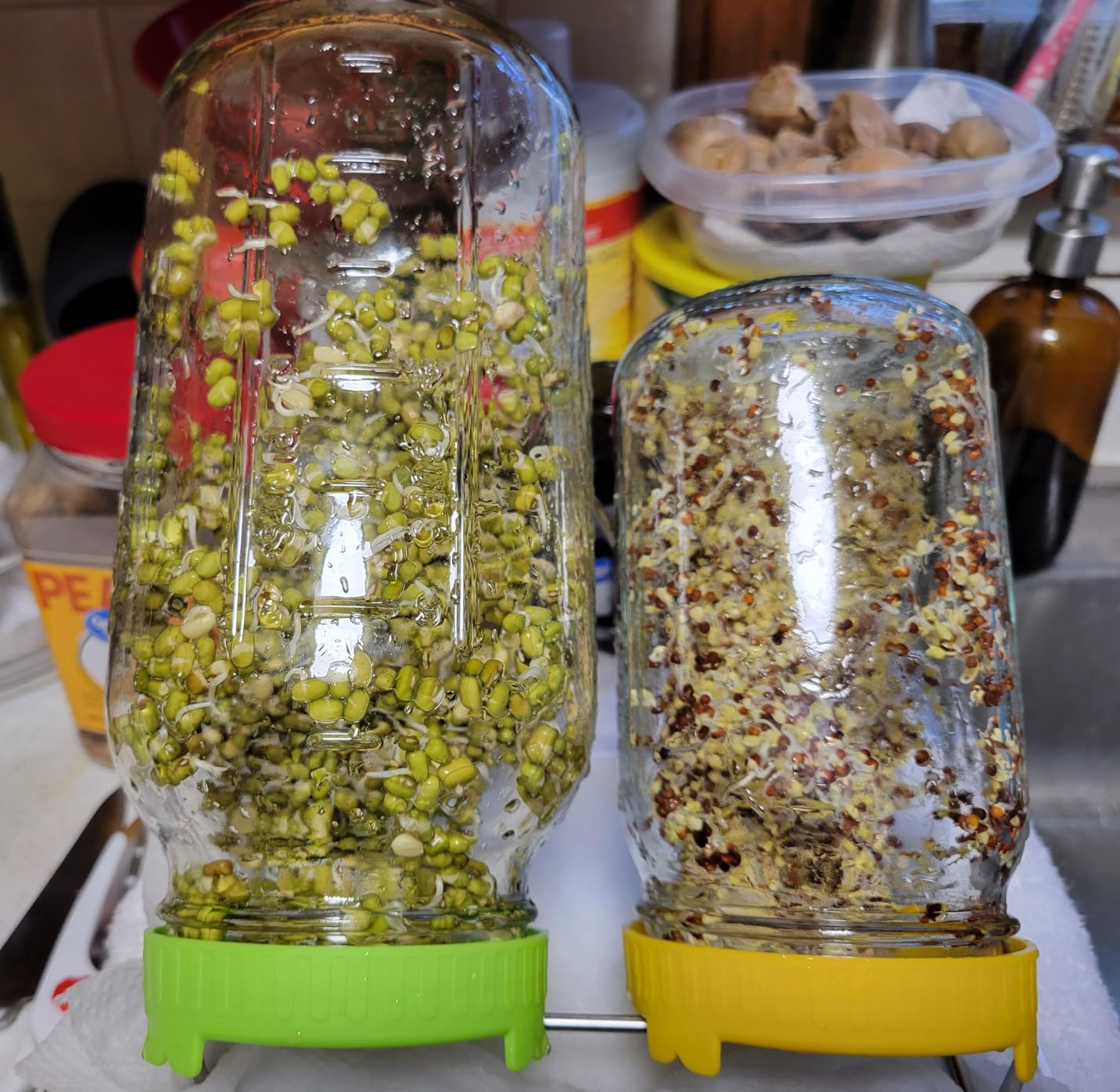 Organic Seed Sprouting Jar Kit - 2 × 32 oz Wide-Mouth Mason Jars with Stainless-Steel Sprouter Lids & Stand, Blackout Sleeves, Drain Tray - Grow Broccoli, Alfalfa & Bean Microgreens customer photo 1