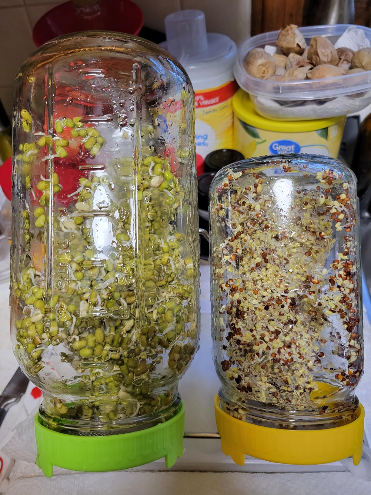 Organic Seed Sprouting Jar Kit - 2 × 32 oz Wide-Mouth Mason Jars with Stainless-Steel Sprouter Lids & Stand, Blackout Sleeves, Drain Tray - Grow Broccoli, Alfalfa & Bean Microgreens customer photo 2