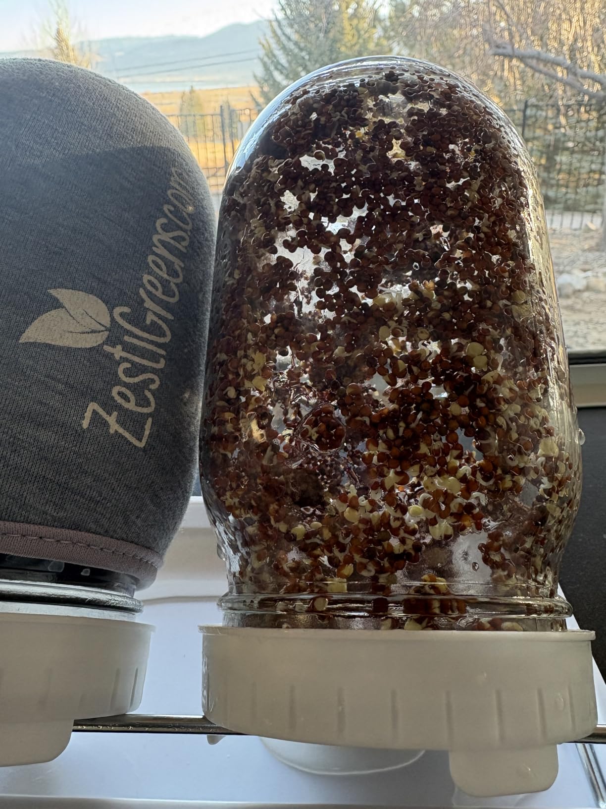 Premium Seed Sprouting Kit & Green Onion Regrower - 2 Wide-Mouth Mason Jars with Sprout Lids, Stainless Stand, Drain Tray, Blackout Sleeves & Cleaning Brush for Broccoli, Alfalfa & Mung Beans customer photo 1