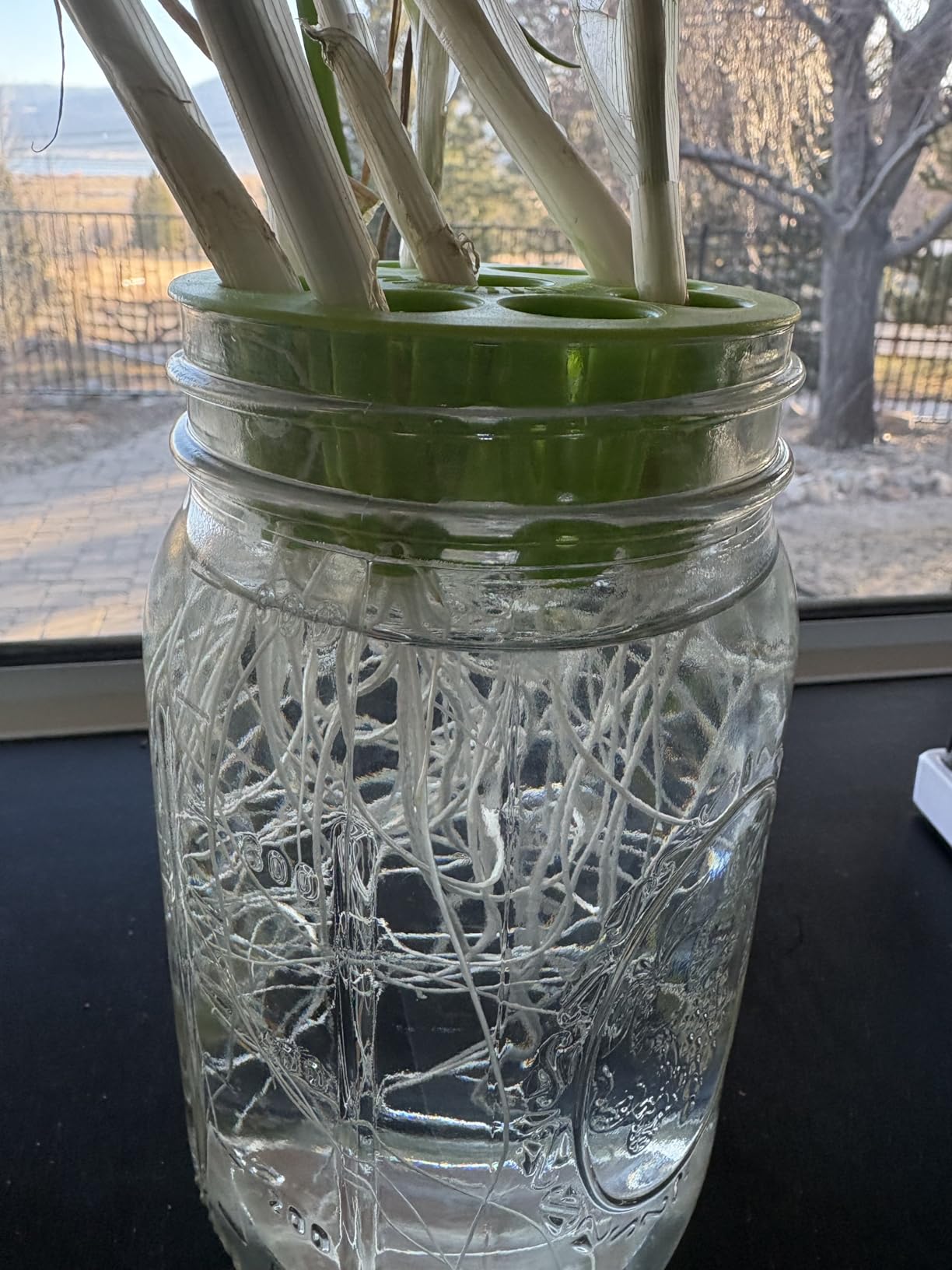 Premium Seed Sprouting Kit & Green Onion Regrower - 2 Wide-Mouth Mason Jars with Sprout Lids, Stainless Stand, Drain Tray, Blackout Sleeves & Cleaning Brush for Broccoli, Alfalfa & Mung Beans customer photo 2