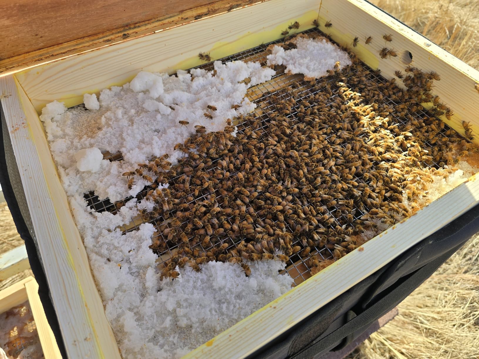 Mann Lake Pro-Winter Feed for Bees | Winter Patties for Beehive Feeding | Supports Colony Survival During Cold Weather | Low Protein Formula for Overwintering Bees | Beekeeping Supplies | 10lb Bucket customer photo 1