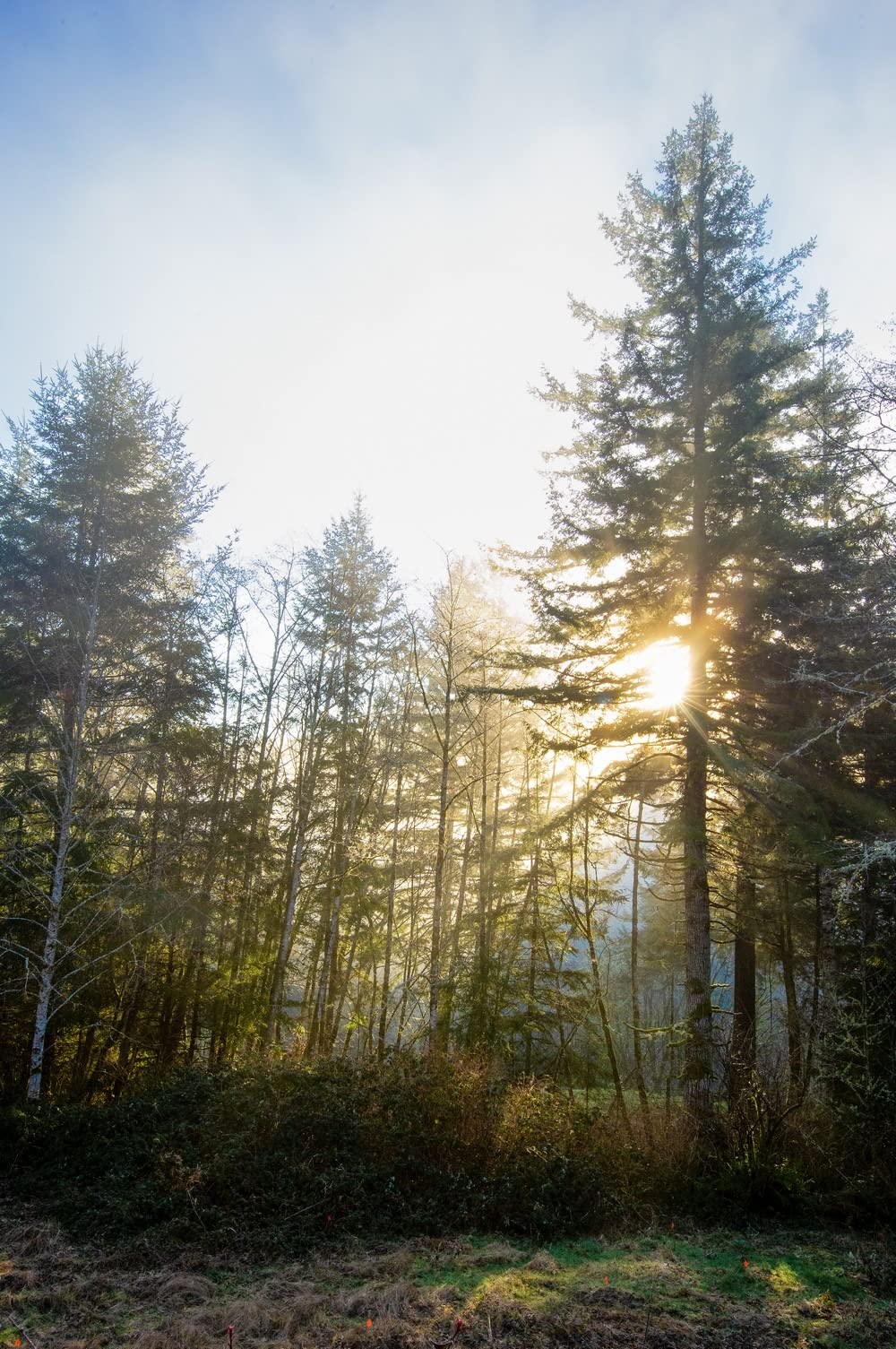 eMACROS Pro 3 Smart Solar Driveway Alarm System (2.4G Wi-Fi), App Push Notifications, 1/2 Mile (2600 ft) Wireless Range Motion Sensor & Plug-in Receiver, Weatherproof Property Alert (No Camera) customer photo 2