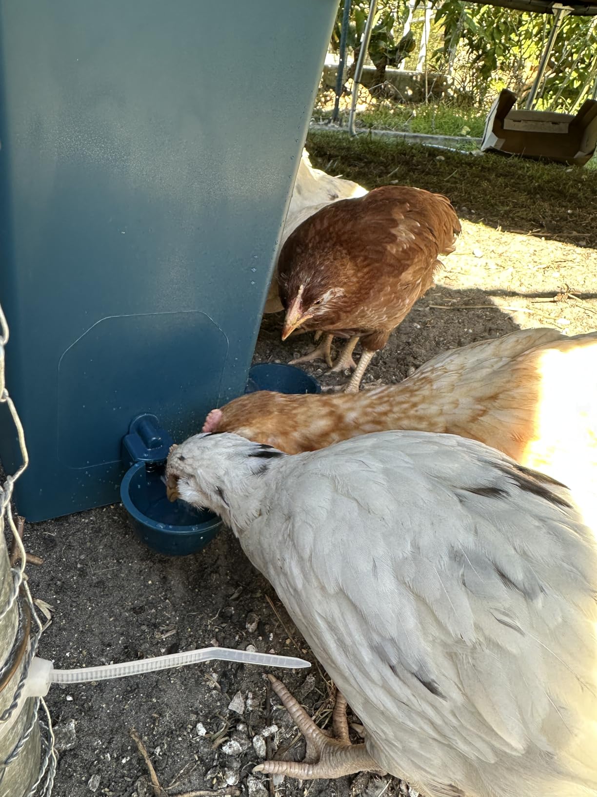 Automatic Port Chicken Feeder and Cup Waterer Set - Chicken Coop Accessories, No Waste Poultry Feeder, 3 Gallon/16 Pounds customer photo 2