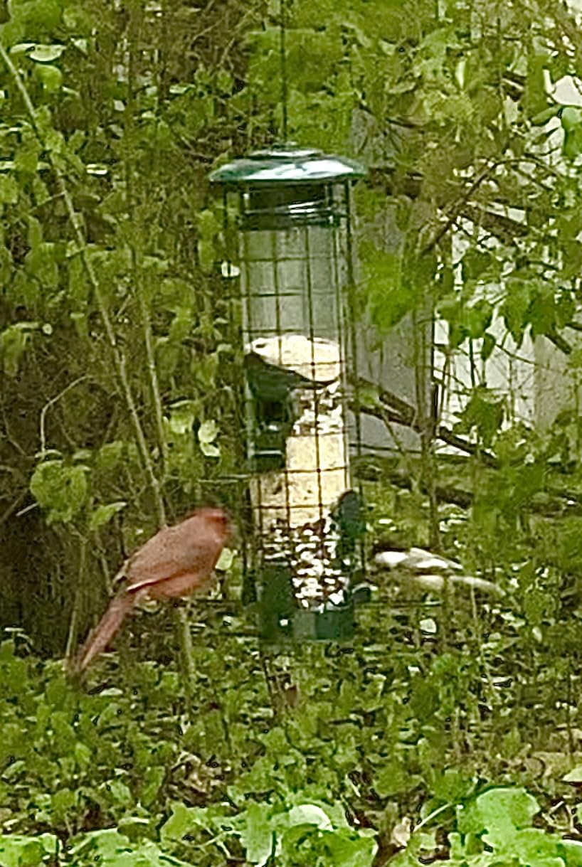 Squirrel Proof Bird Feeder,Metal Mesh Bird Feeders for Outdoors Hanging,Gravity Protection Squirrel Proof Wild Bird Feeders with Finch Cardinal Chickadee,3LB Large Capacity,Green customer photo 1