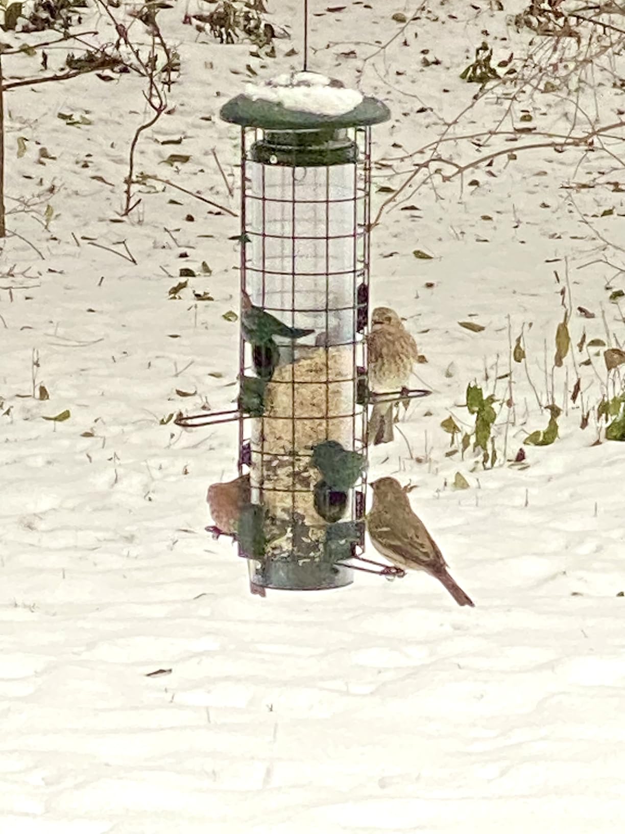 Squirrel Proof Bird Feeder,Metal Mesh Bird Feeders for Outdoors Hanging,Gravity Protection Squirrel Proof Wild Bird Feeders with Finch Cardinal Chickadee,3LB Large Capacity,Green customer photo 2