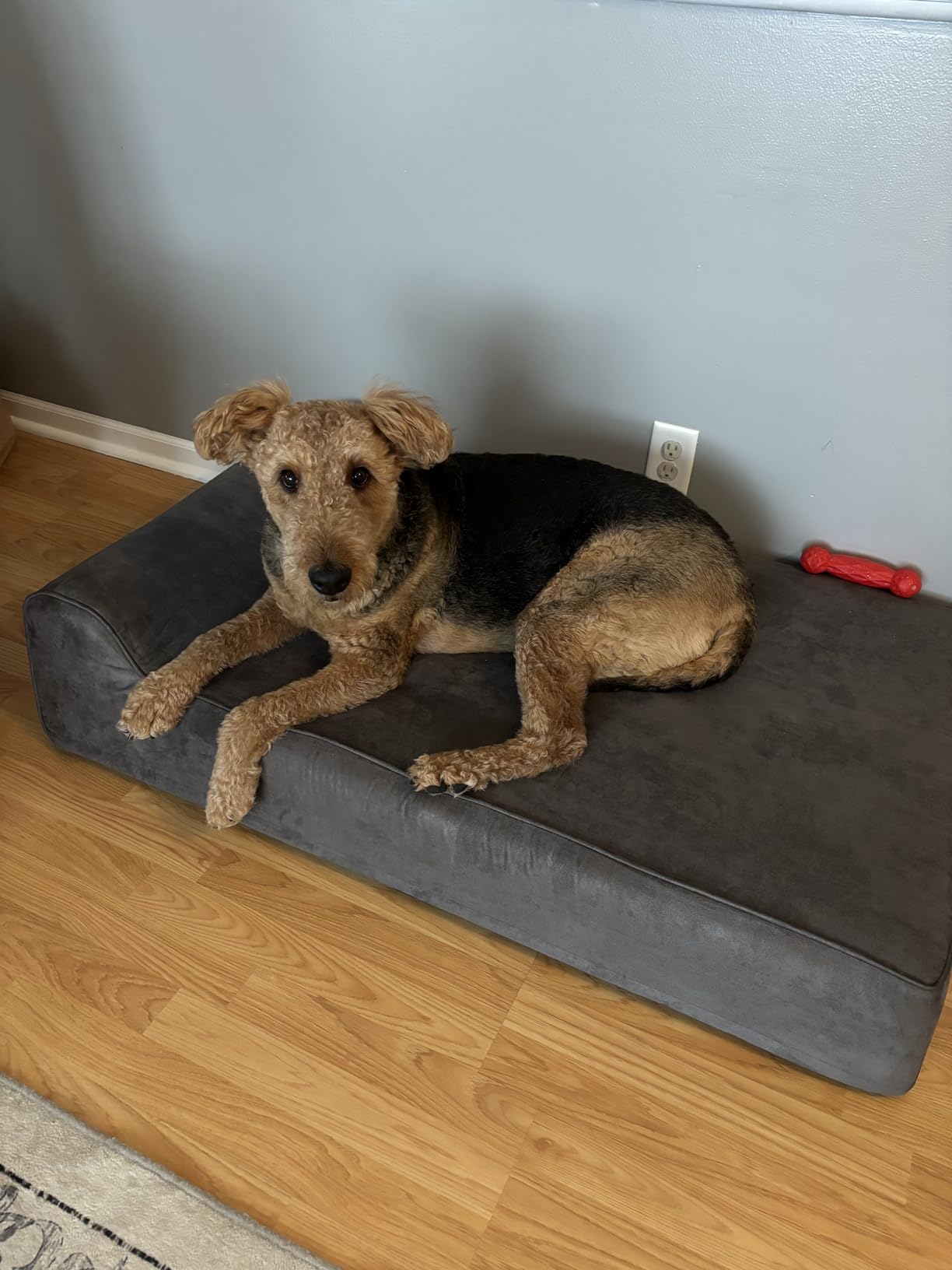 Rainmr Orthopedic Dog Beds for Large Dogs, 7