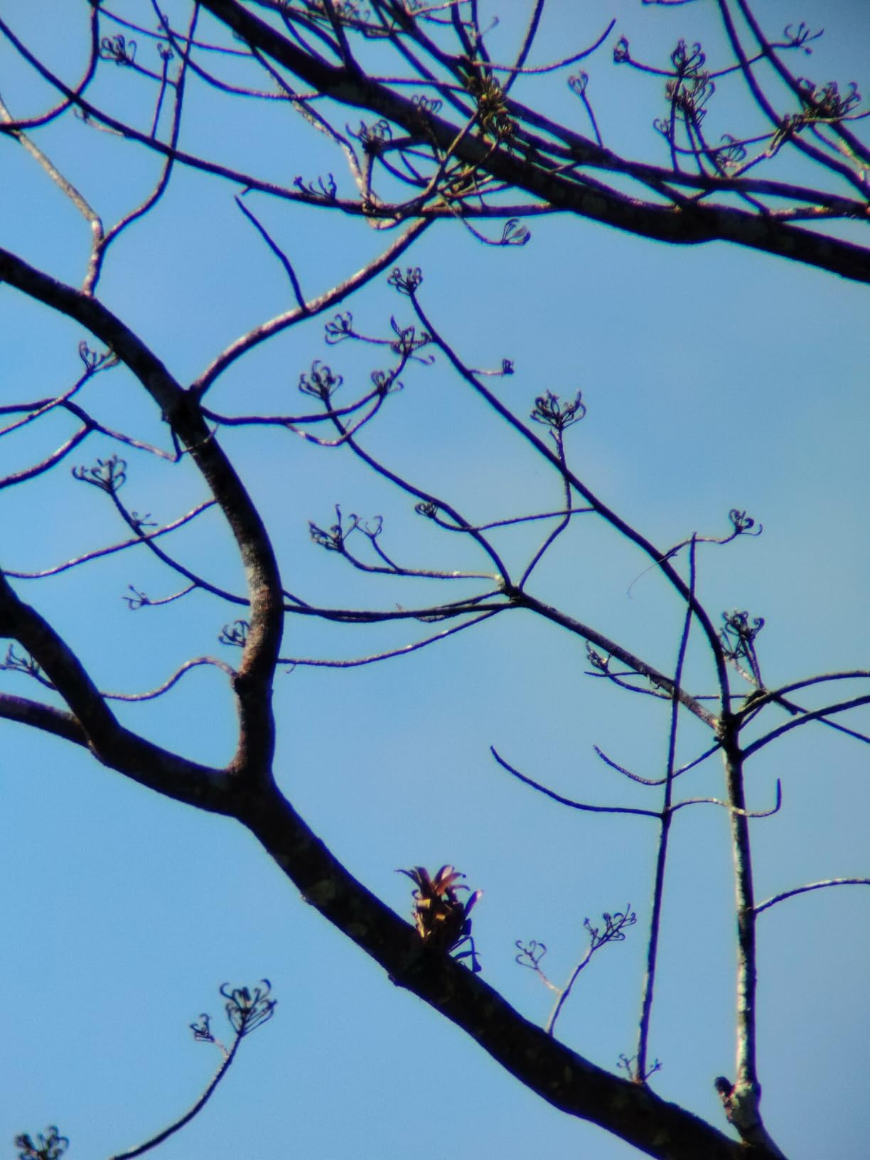 WOZEL 25-75x80 Spotting Scope with Tripod - Phone Adapter & Carrying Bag Included, HD BAK4 Prism Waterproof Spotter Scope for Target Shooting, Bird Watching & Wildlife Viewing customer photo 1