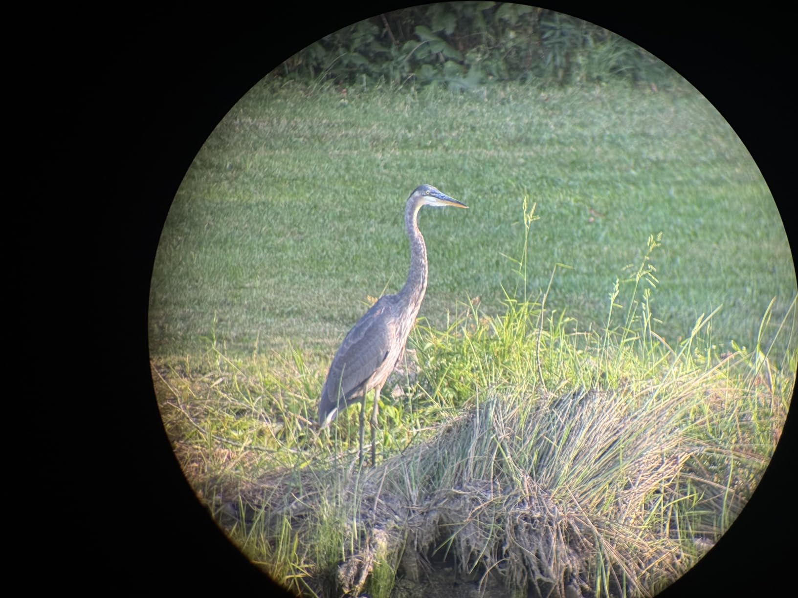 WOZEL 25-75x80 Spotting Scope with Tripod - Phone Adapter & Carrying Bag Included, HD BAK4 Prism Waterproof Spotter Scope for Target Shooting, Bird Watching & Wildlife Viewing customer photo 2