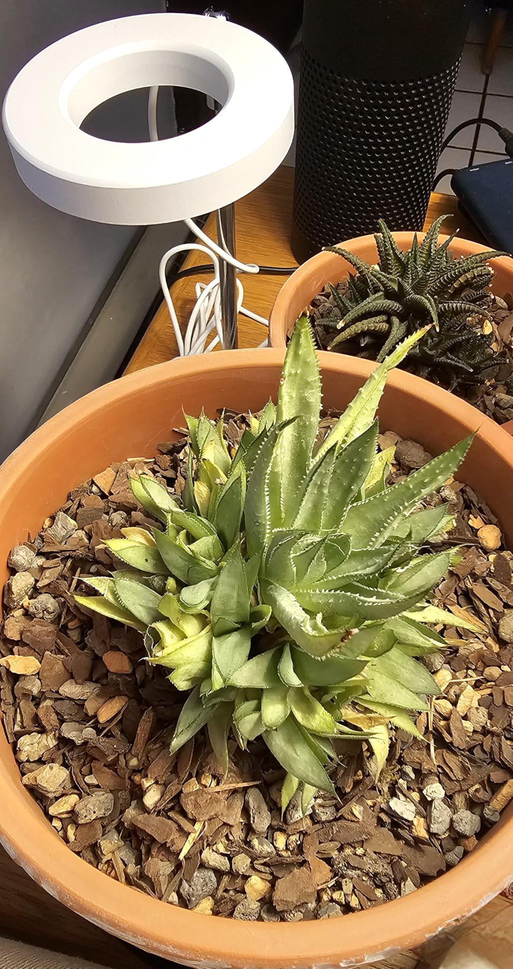 Bonsai Jack Succulent, Cactus and Bonsai Soil - Jacks Gritty Mix - 2 Quarts - Fast Draining - Fight Root Rot - Optimized pH customer photo 1