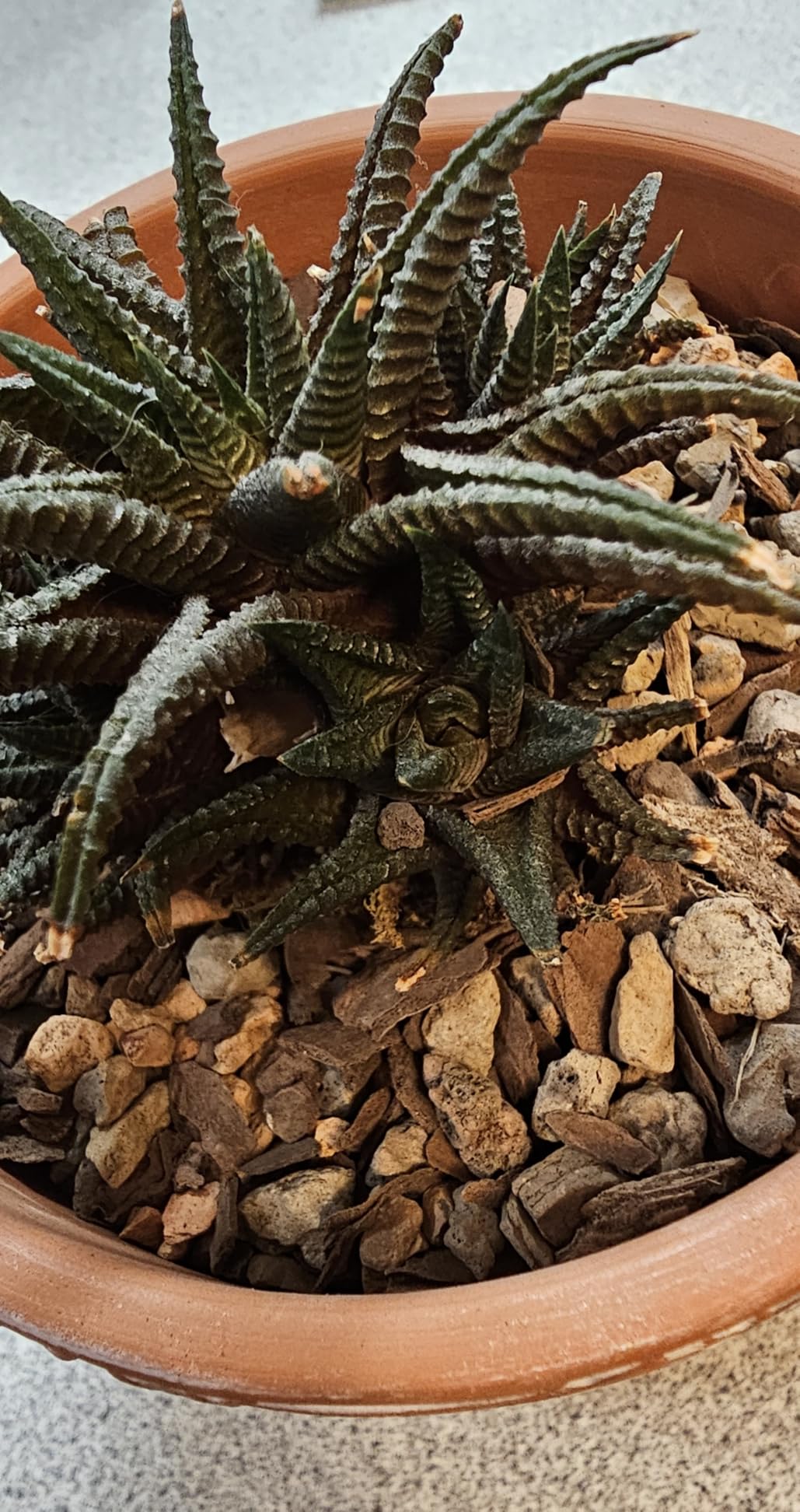 Bonsai Jack Succulent, Cactus and Bonsai Soil - Jacks Gritty Mix - 2 Quarts - Fast Draining - Fight Root Rot - Optimized pH customer photo 2