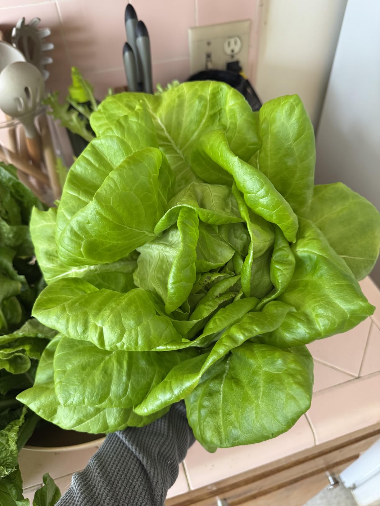 Farmstand Nook 4ft.7'' Vertical Hydroponic Garden Tower - Self-Watering, Vertical Hydroponic Tower with LED Grow Lights, 20 Live Seedlings, Smart Timer - Indoor Vertical Growing Tower customer photo 1