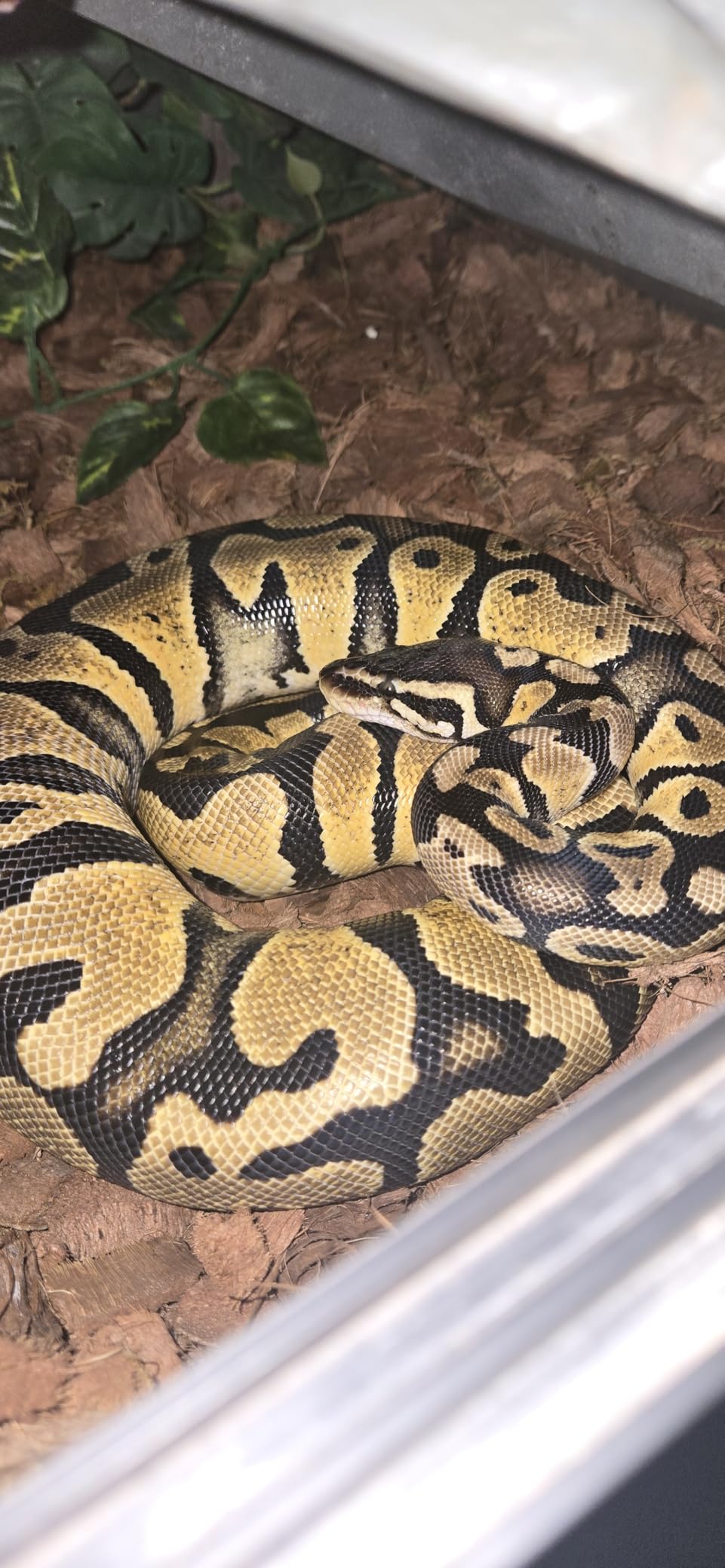 Snake Feeding Tongs,15 Inch Reptile Feeding Tongs,Extra Long Large Tweezers for Corn Ball Python Accessories,Bearded Dragon Tank Accessories,Pet Terrarium Supplies for Leopard Crested Gecko,Lizard customer photo 1