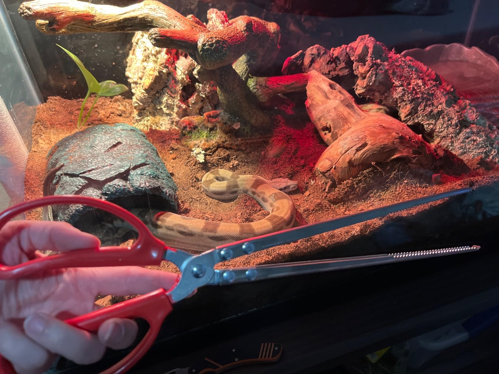 Snake Feeding Tongs,15 Inch Reptile Feeding Tongs,Extra Long Large Tweezers for Corn Ball Python Accessories,Bearded Dragon Tank Accessories,Pet Terrarium Supplies for Leopard Crested Gecko,Lizard customer photo 2