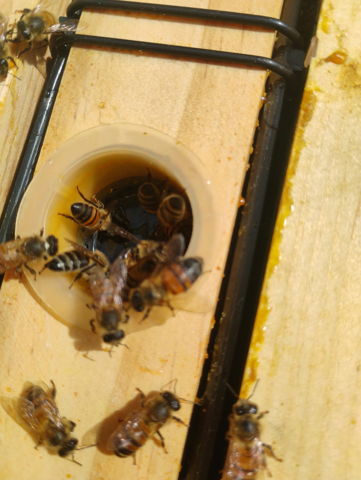 BeeCastle 2 Pack 3.5L Beehive Feeder Beehive Frame Feeder Deep Frame Water Feeder for Beekeeping Bee Feeding Tools customer photo 2