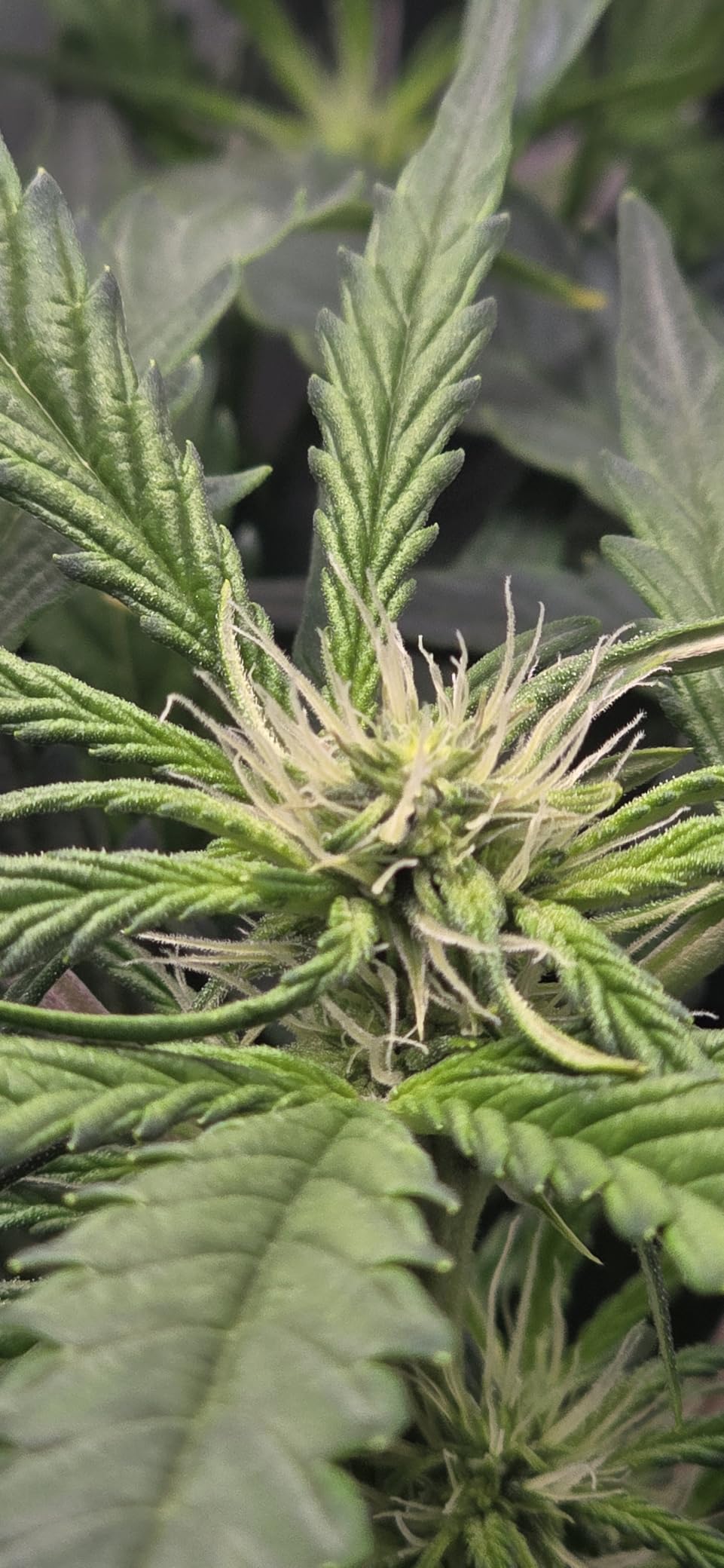 VGrow All-in-One Smart Grow Box, Professional System with Samsung LM301H EVO Grow Light, Advanced Circulation & Ventilation System, Irrigation, Nutrient, Magnetic Window for Indoor Hydroponics customer photo 1