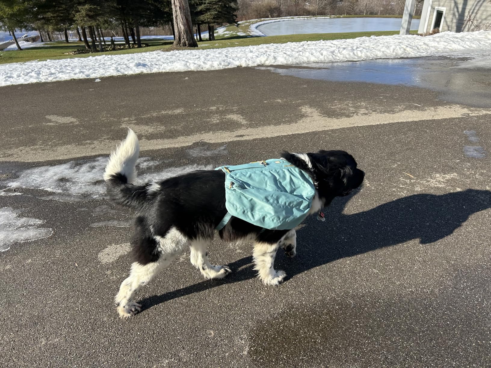 Ruffwear Front Range Day Pack, Dog Backpack with Saddlebags, 5-Point Adjustment, 3 Leash Points, Padded Handle, Internal Mesh Pockets, Reflective Trim, Light Loop, River Rock Green, Medium customer photo 1