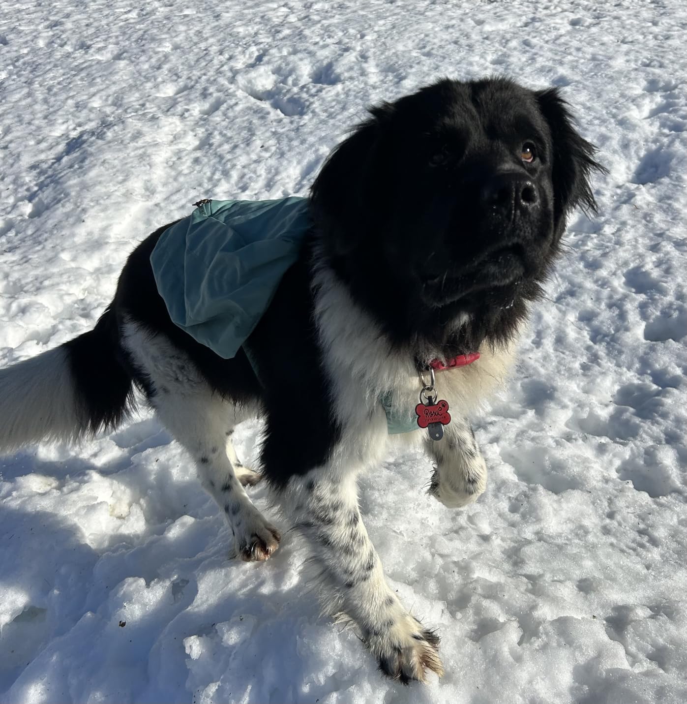 Ruffwear Front Range Day Pack, Dog Backpack with Saddlebags, 5-Point Adjustment, 3 Leash Points, Padded Handle, Internal Mesh Pockets, Reflective Trim, Light Loop, River Rock Green, Medium customer photo 2