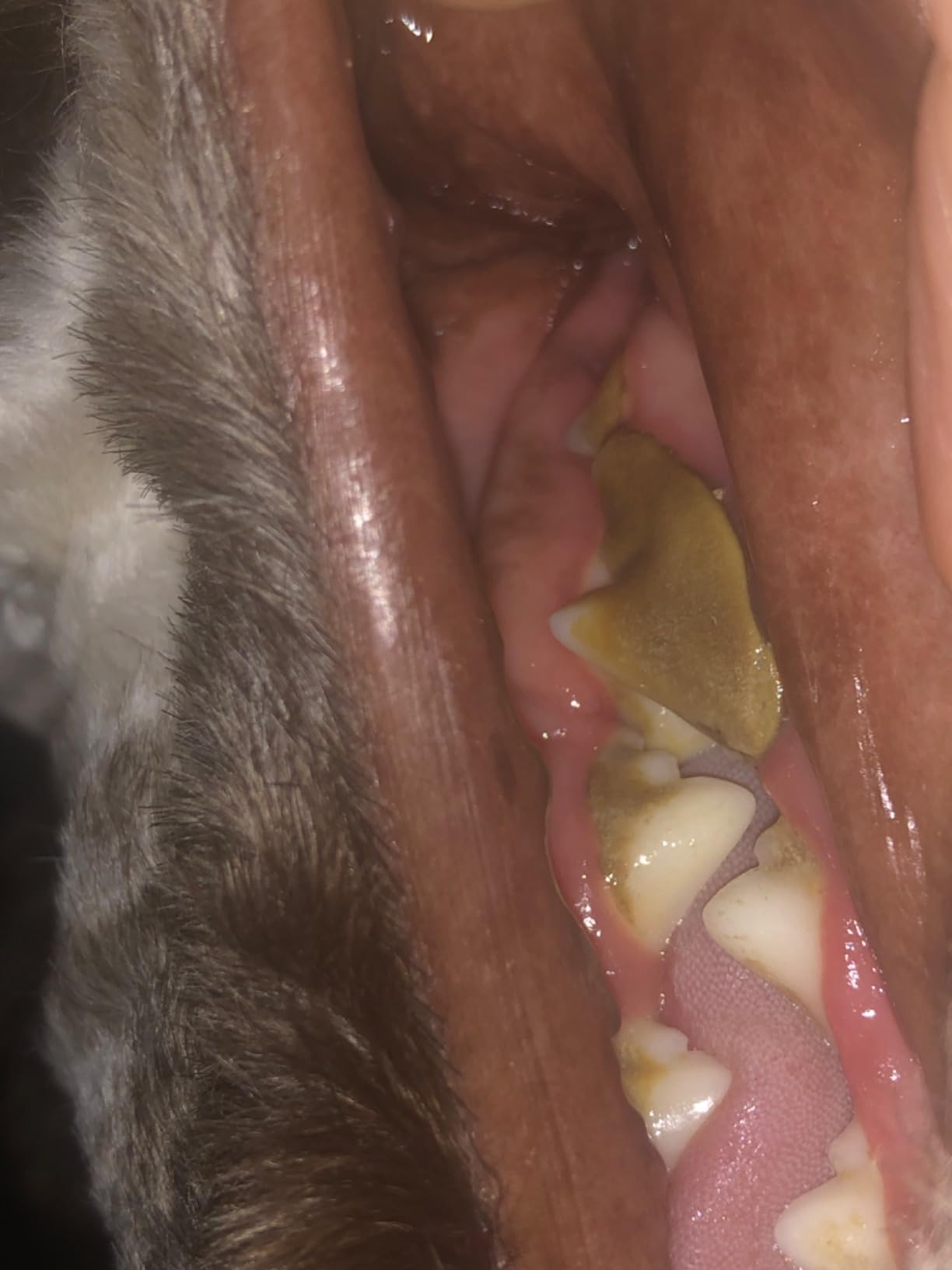 Plaque Remover for Teeth, Pet Tooth Brushing Kit, Dental Tools to Remove Plaque and Tartar, Safe for Dog and Cat, with LED Light, White customer photo 1