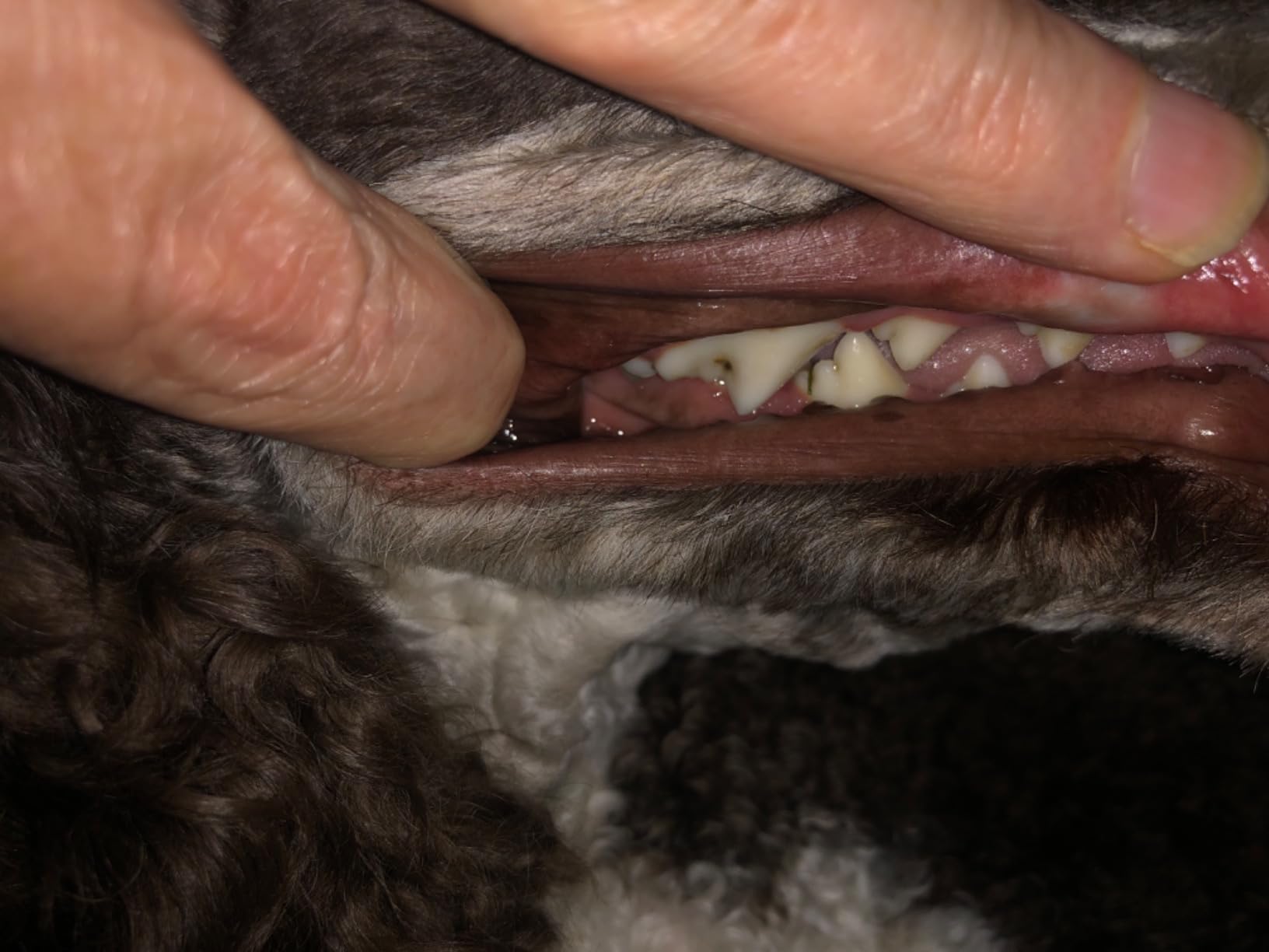 Plaque Remover for Teeth, Pet Tooth Brushing Kit, Dental Tools to Remove Plaque and Tartar, Safe for Dog and Cat, with LED Light, White customer photo 2