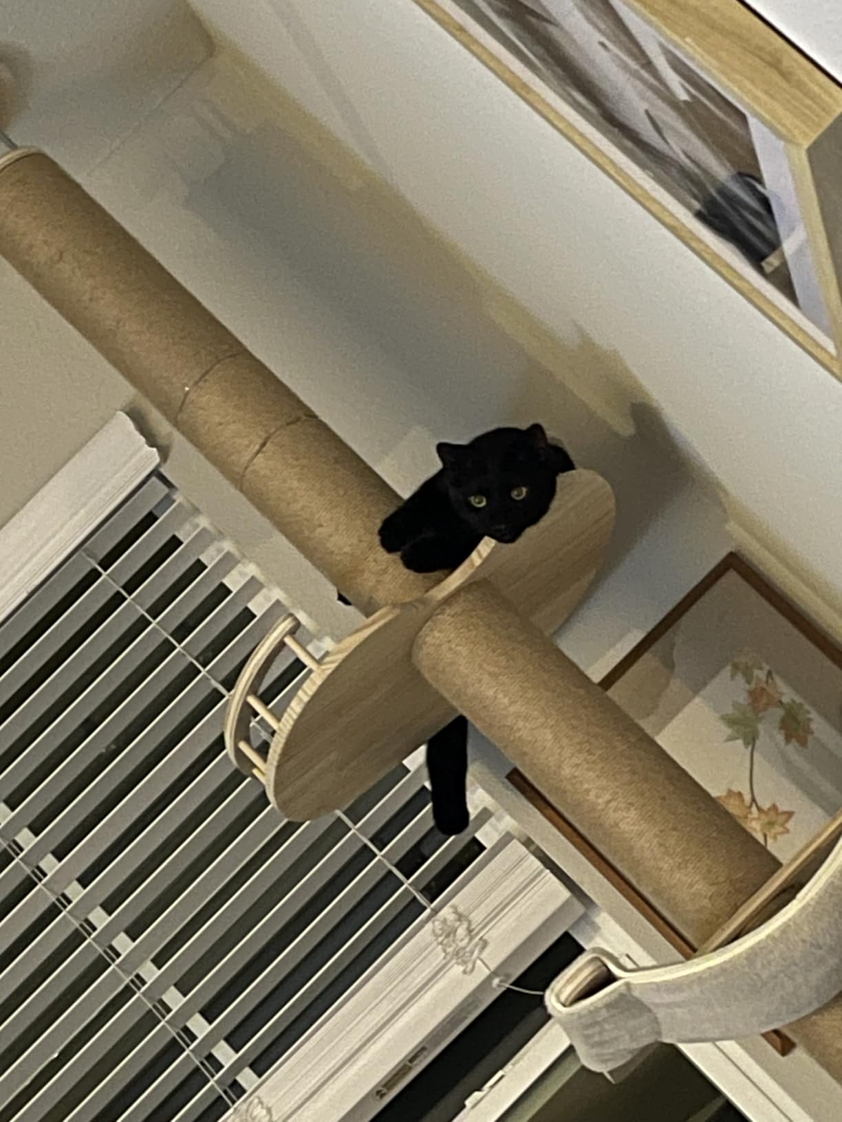 Floor to Ceiling Cat Tree Height (50-120in) Adjustable Cat Tower 5 Tier Hemp Scratching Post High Cat Tree Sturdy Activity Tree Indoor Outdoor Cat Scratching Post Activity Center customer photo 1