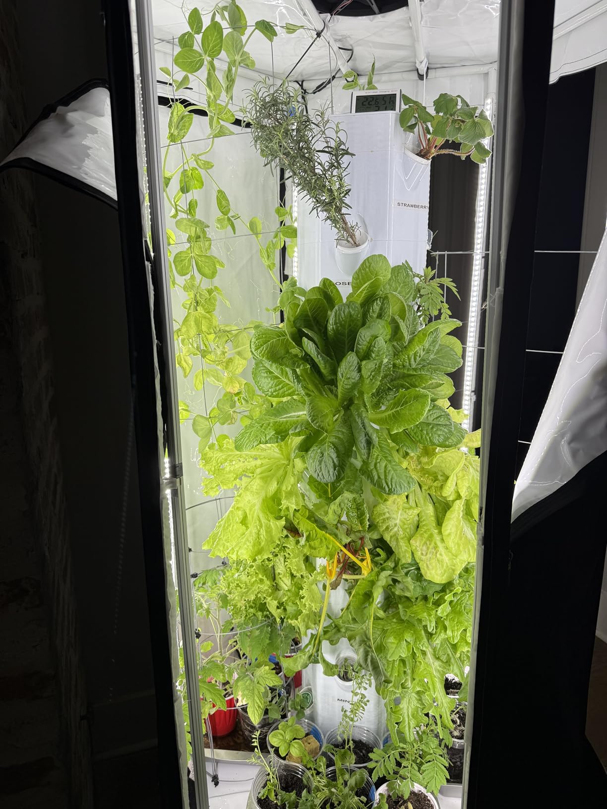 Indoor Hydroponic Growing System 2.0 - Grow 27 Lettuce, Vegetable, Herb & Fruiting Plants | Includes Grow Tent, 150W LED Grow Lights, Fan & Wheels for Indoor Gardening customer photo 2