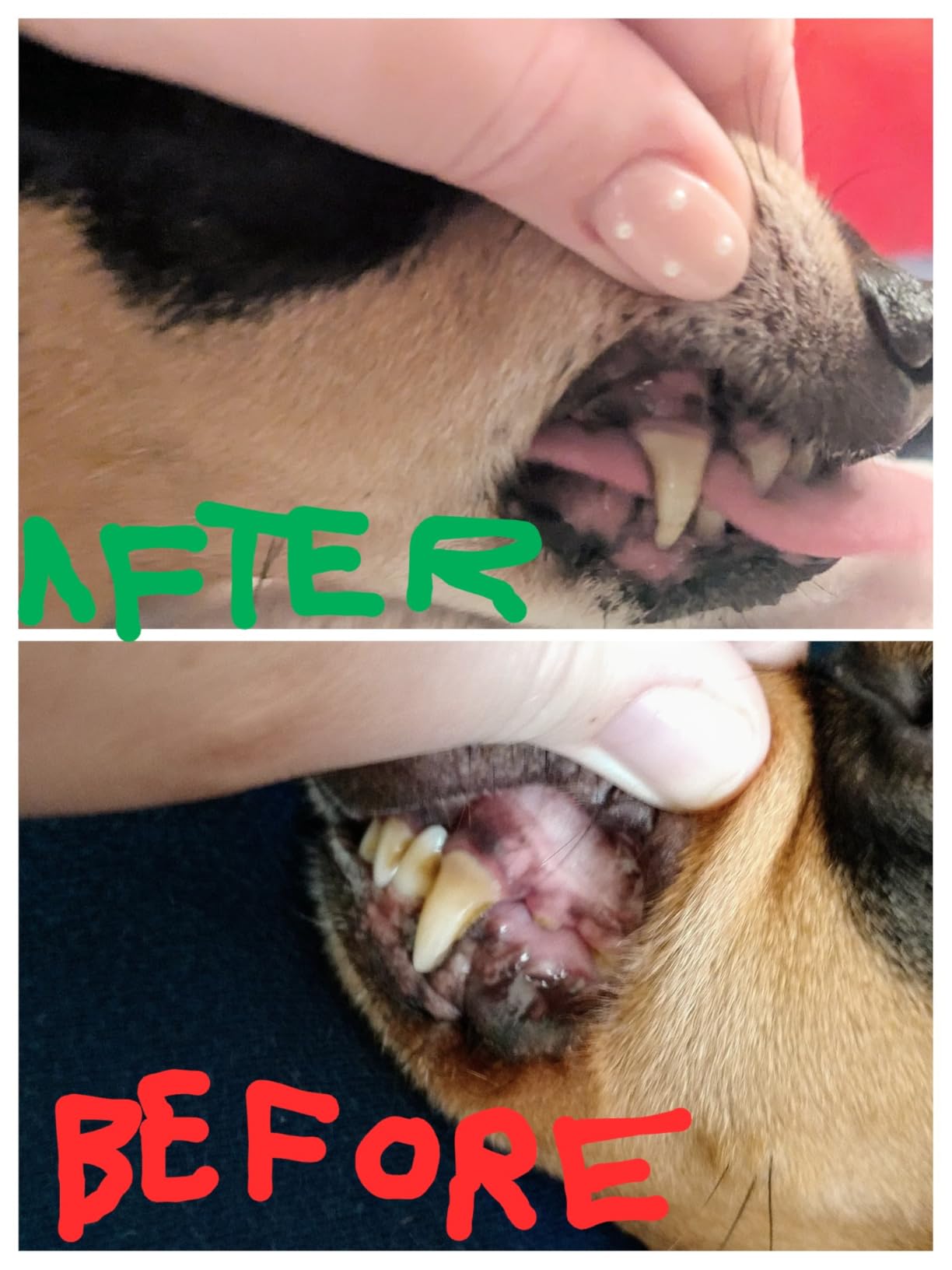 SKOUT'S HONOR Fresher Breath Water Additive, Fresh and Flavorless - VOHC Accepted for Tartar Control, Freshens Breath Fast, No Brushing Required, Great for Both Cats and Dogs, 32 oz customer photo 1