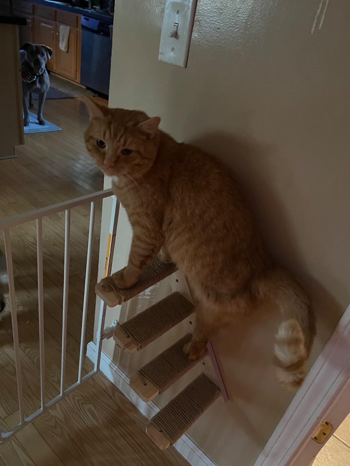 2 Pack 4 Steps Cat Wall Shelves and Stairs with Sisal Rope.Cat Wall Steps/Ladder Furniture & cat Tree Supplies(Catstairs 2Pack-4Steps) customer photo 1