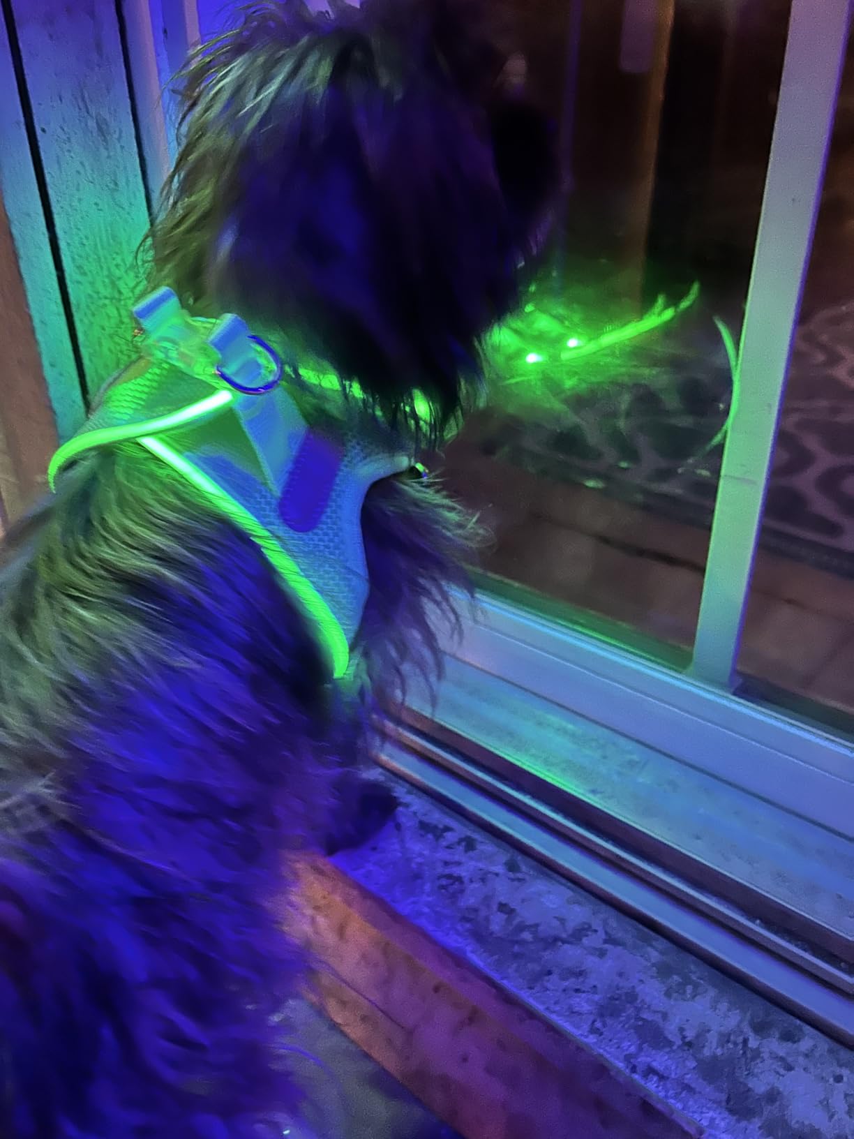 Light Up Dog Harness,Rechargeable LED Dog Harness for Small Medium Large Dogs,Reflective Lighted Safety Vest for Night Walking & Camping,Lightweight & Adjustable,Purple,XS customer photo 1