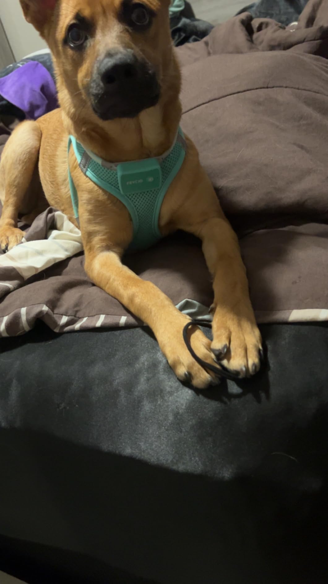 Light Up Dog Harness,Rechargeable LED Dog Harness for Small Medium Large Dogs,Reflective Lighted Safety Vest for Night Walking & Camping,Lightweight & Adjustable,Purple,XS customer photo 2