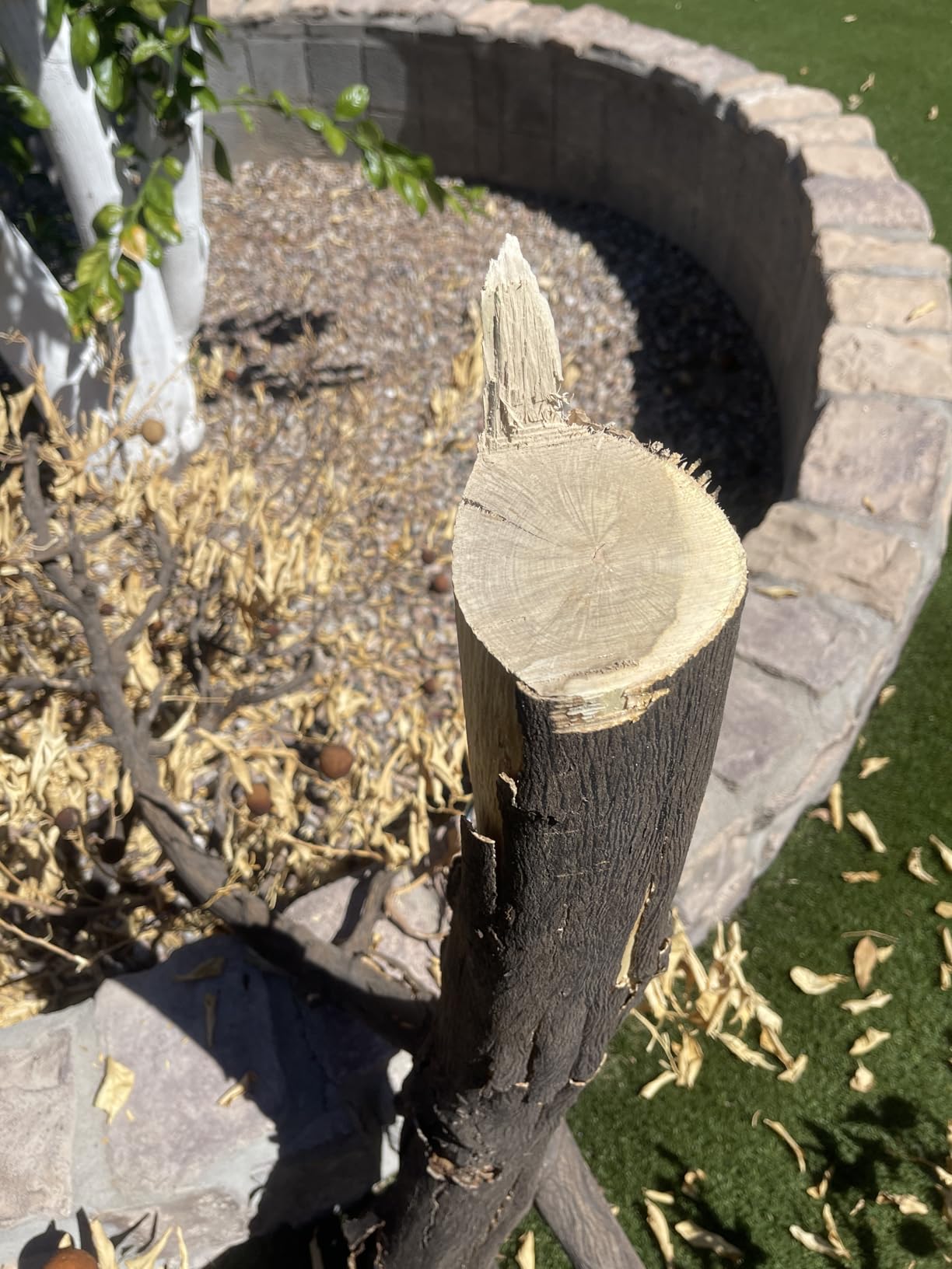 DCPS620BDCB240C-BNDL 20V MAX XR Brushless Lithium-Ion Cordless Pole Saw and 20V MAX 4 Ah Lithium-Ion Battery and Charger Starter Kit Bundle customer photo 1