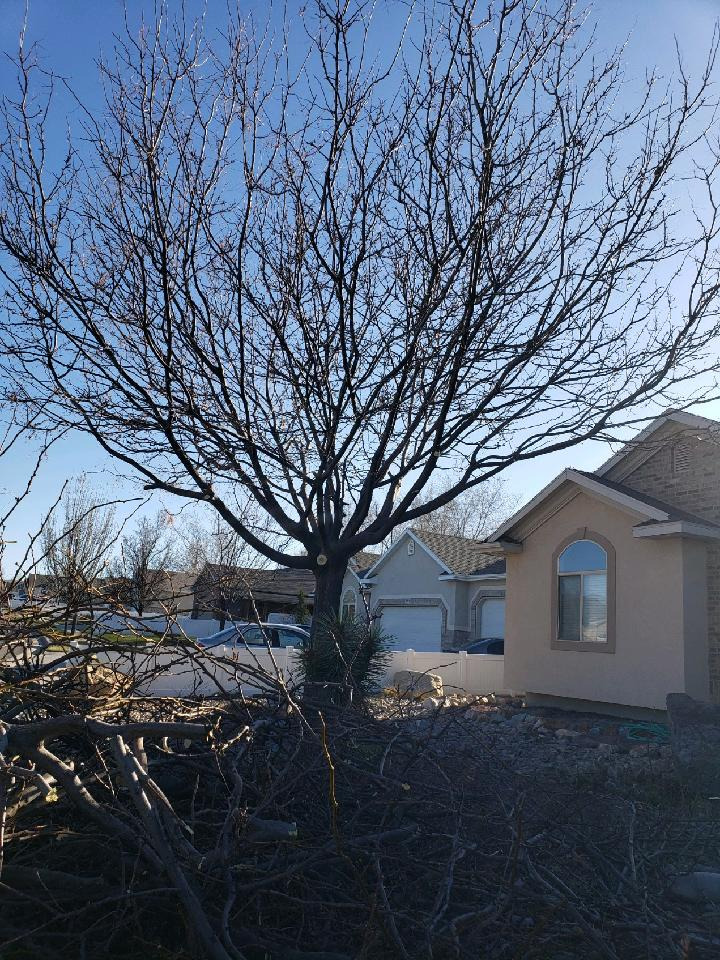 DCPS620BDCB240C-BNDL 20V MAX XR Brushless Lithium-Ion Cordless Pole Saw and 20V MAX 4 Ah Lithium-Ion Battery and Charger Starter Kit Bundle customer photo 2