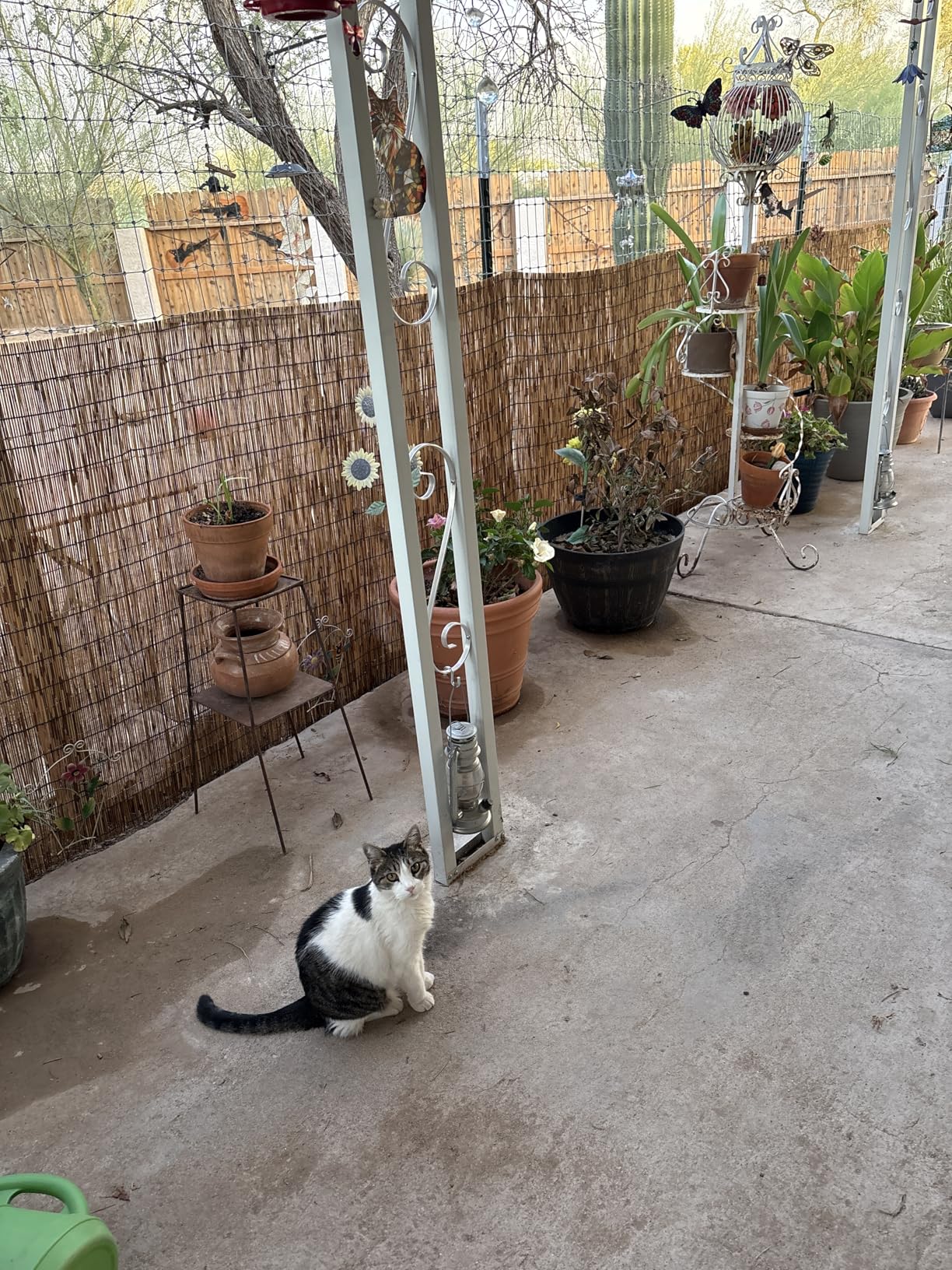 Natural Reed Fence,6FT X 16.4FT Bamboo Fencing Privacy Reed Screening for Outdoor, Gallery, Restaurant, Hotel, Patio customer photo 1