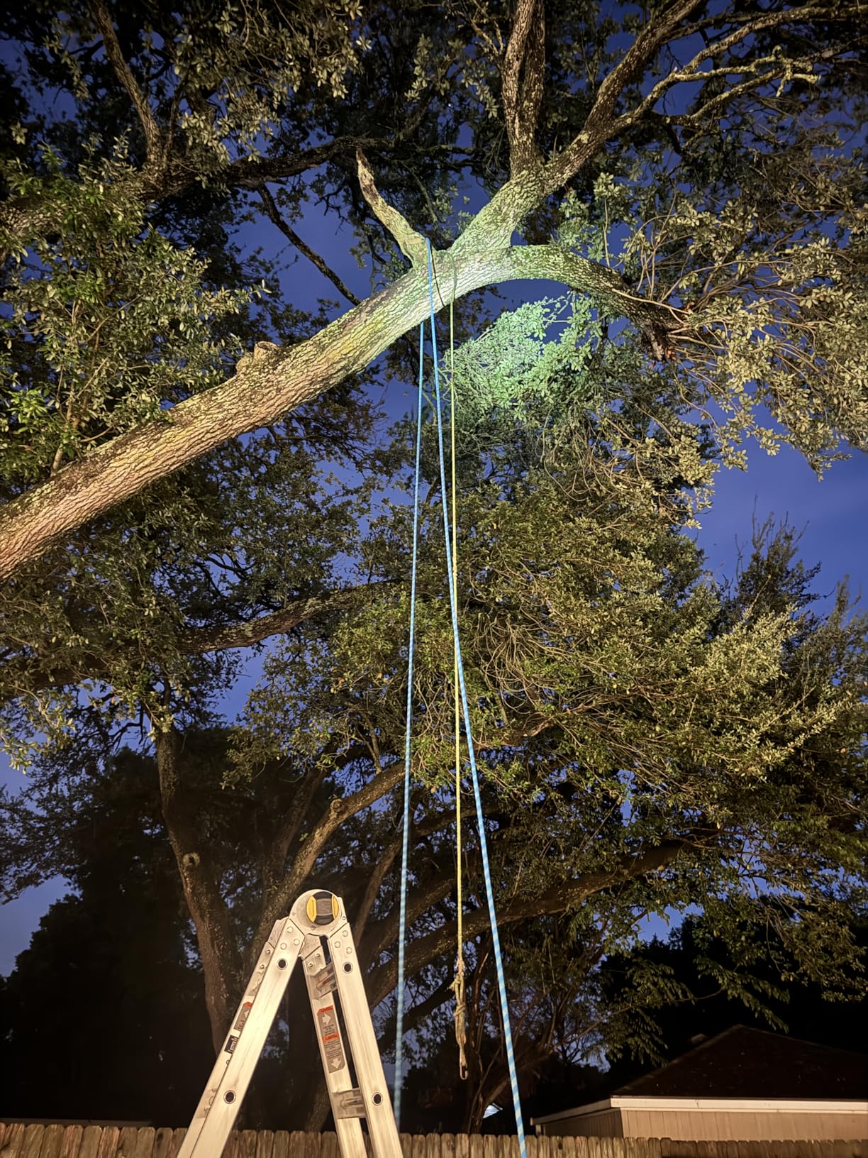 1/2 Inch Static Climbing Rope (150 Ft) - 9000lbs High Strength Arborist Bull Rope for Tree Pulling, Rigging & Rappelling - 48 Strand Polyester Braided Core, Red customer photo 2