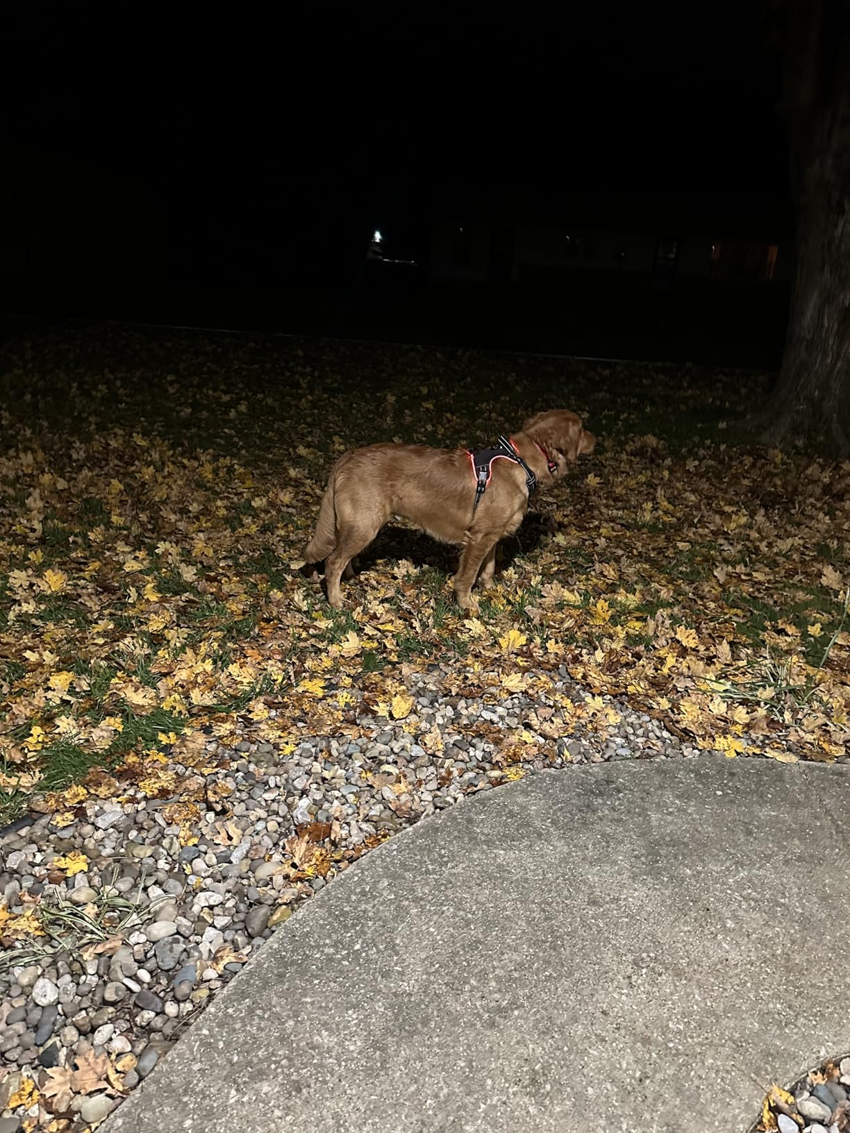 MASBRILL Light Up Dog Harness - LED No Pull Rechargeable Illuminated and Reflective Vest for Night Walking, Adjustable Dog Harness customer photo 1