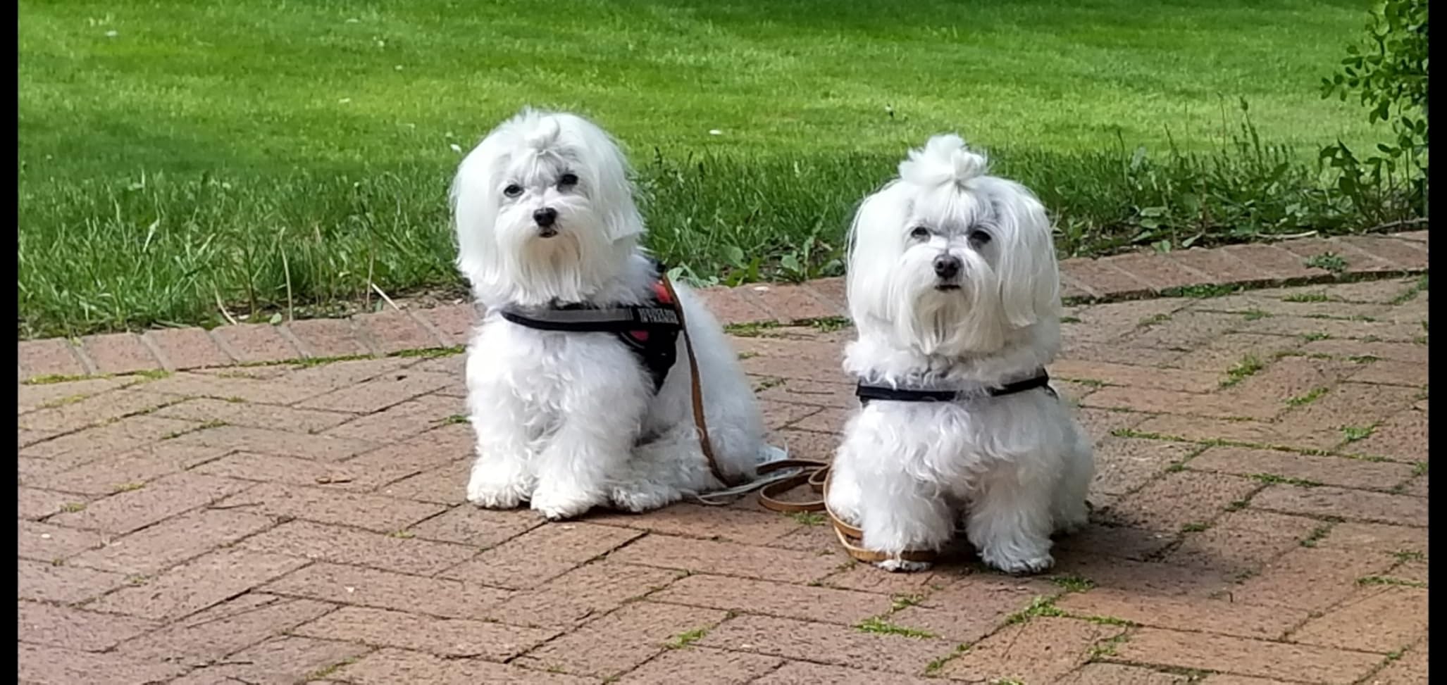 Puncture Resistant Pet Vest for Small Dogs - Talon-Proof Protection Against Attacks by Coyotes, Hawks, Birds of Prey, Made in The USA, Four Sizes - Small, 4-6.5 lbs, Chest 10.5 to 13.5