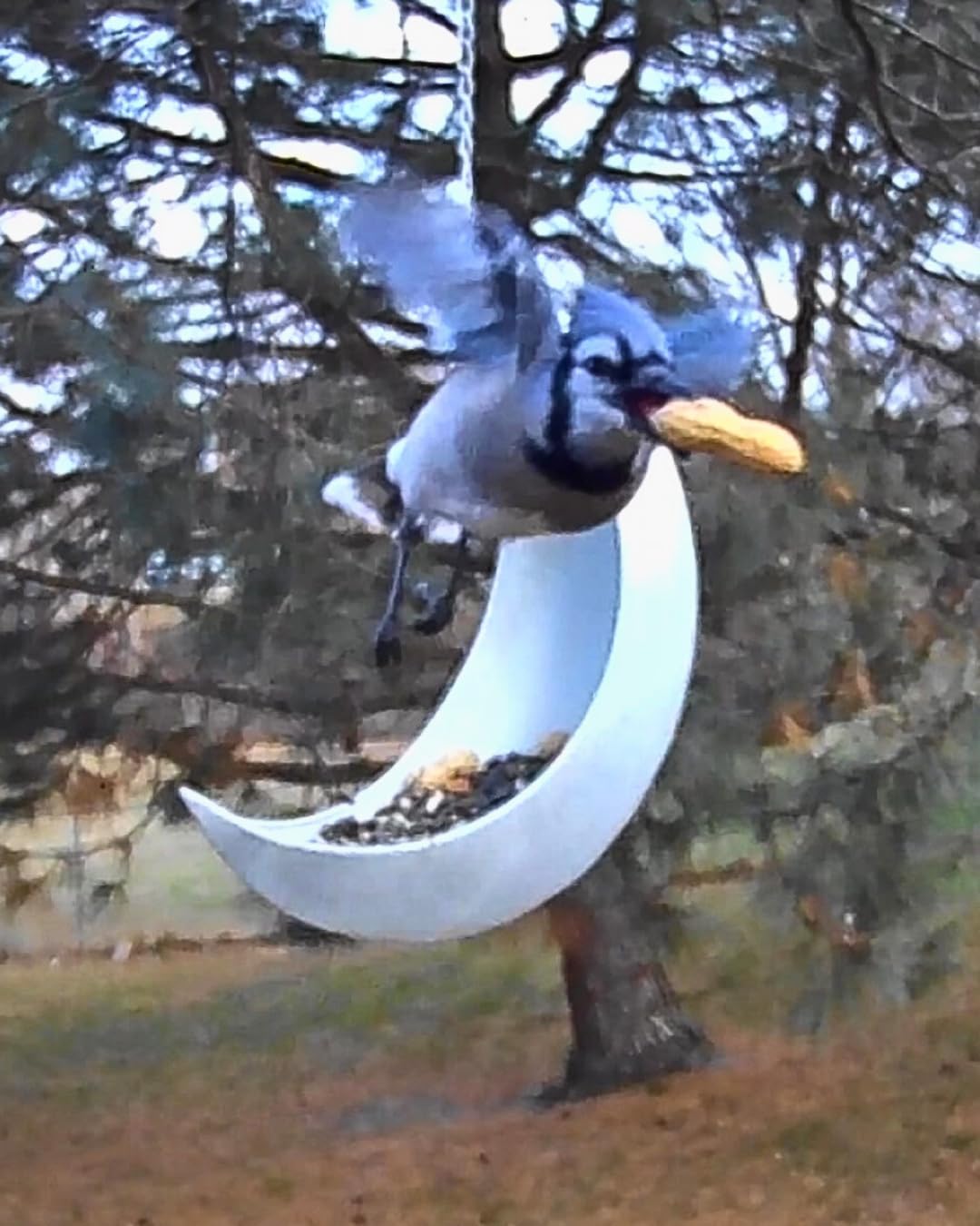 NETVUE by Birdfy Upgraded Smart Bird Feeder Camera, Solar Powered, Auto Bird Video Capture, Instant Notifications, AI Identify 6000+ Species customer photo 1