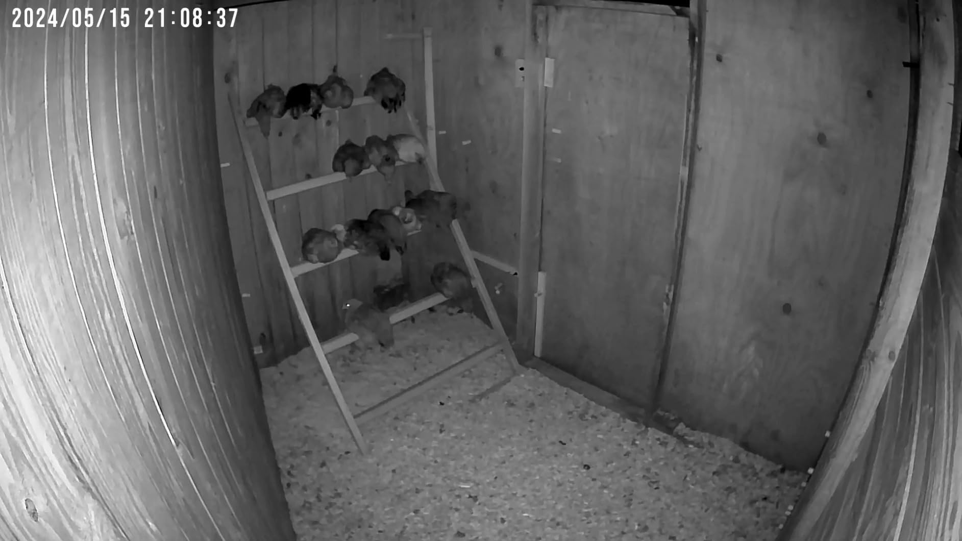 NETVUE by Birdfy Upgraded Smart Bird Feeder Camera, Solar Powered, Auto Bird Video Capture, Instant Notifications, AI Identify 6000+ Species customer photo 2