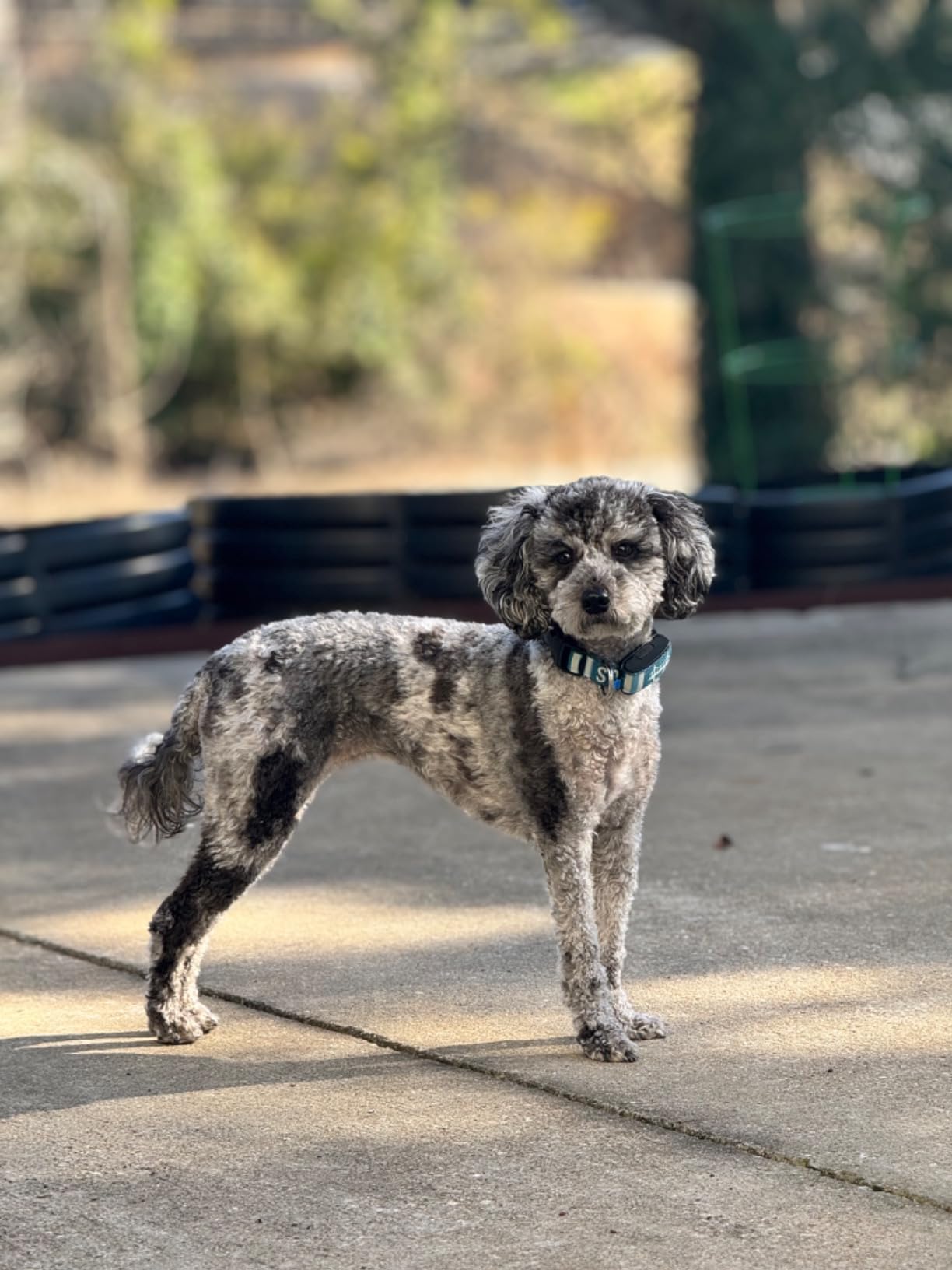 Invoxia Minitailz - Health & GPS Tracker for Dogs #1 - Cardiac and Respiratory Scan - Real-time Location - Activity and Well-Being Analysis - Compact, Lightweight, and Easy to Install customer photo 2