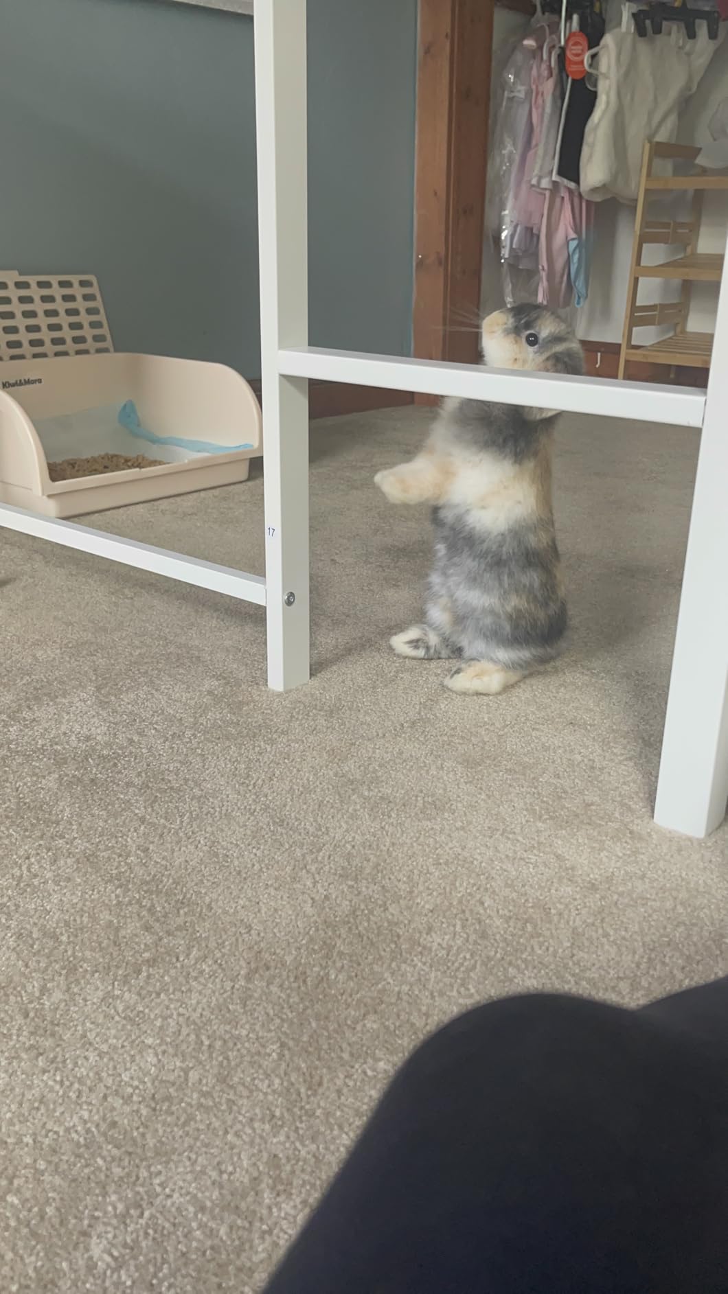 Rabbit Litter Box - Extra Large Bunny Litter Box, Easy to Clean and Disassemble, Prevents Odors and Stains. Training Toilet Pan for Guinea Pig, Hamster, Kitty, Ferret, Galesaur,Chinchilla customer photo 1