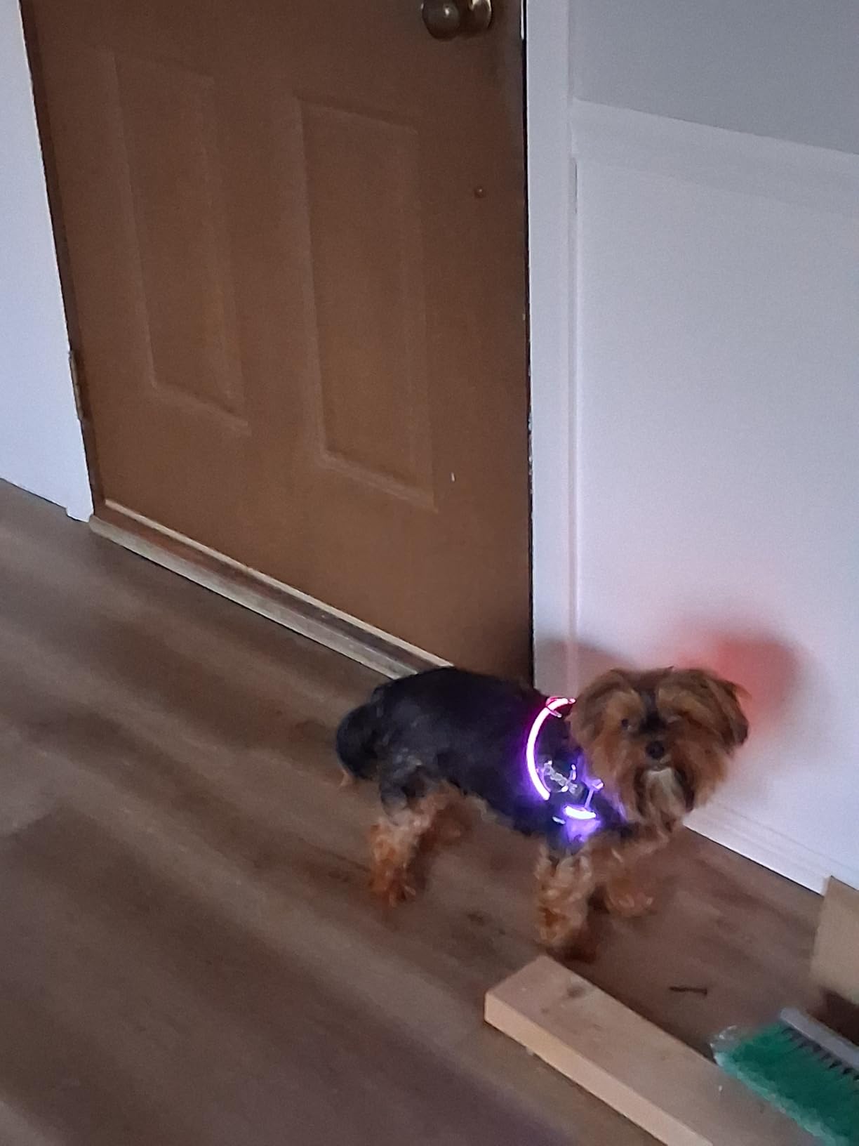 Joyride Harness LED Light Up Dog Harness 2.0 - Patent Pending Design, 3 LED Modes, Vibrant Rechargeable Lighting, Customizable Name Tag Area, and Convenient On/Off Button for Enhanced Pet Safety customer photo 2
